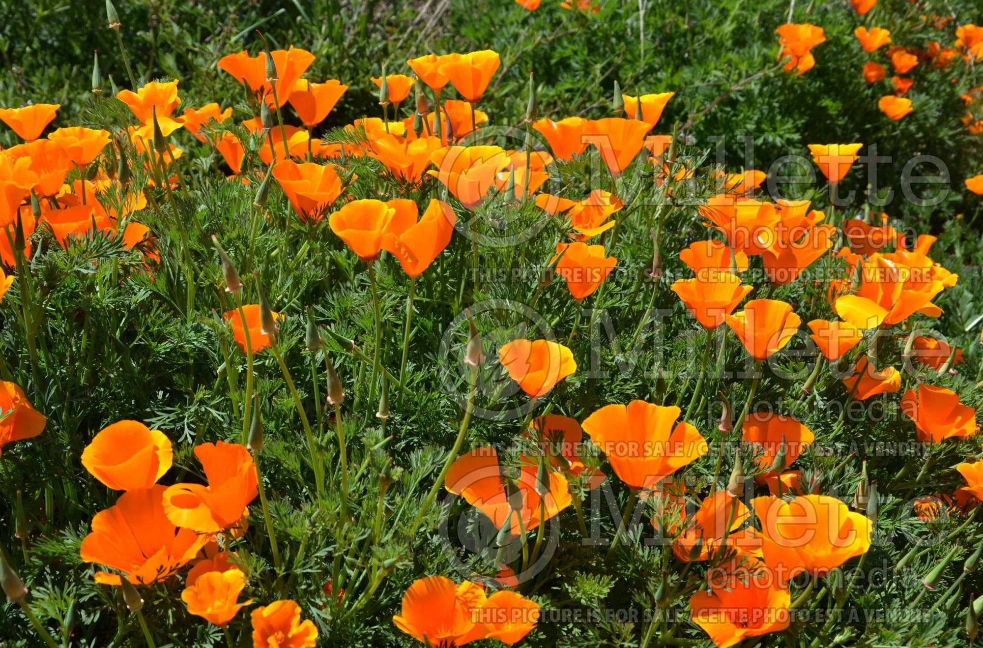 Eschscholzia californica (California poppy) 11