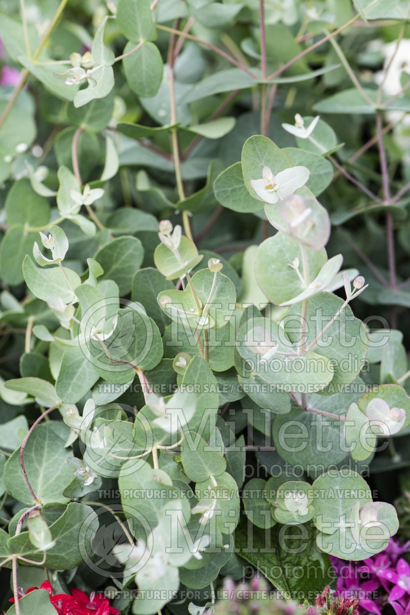 Eucalyptus Baby Blue (Darling Range ghost gum or butter gum) 1