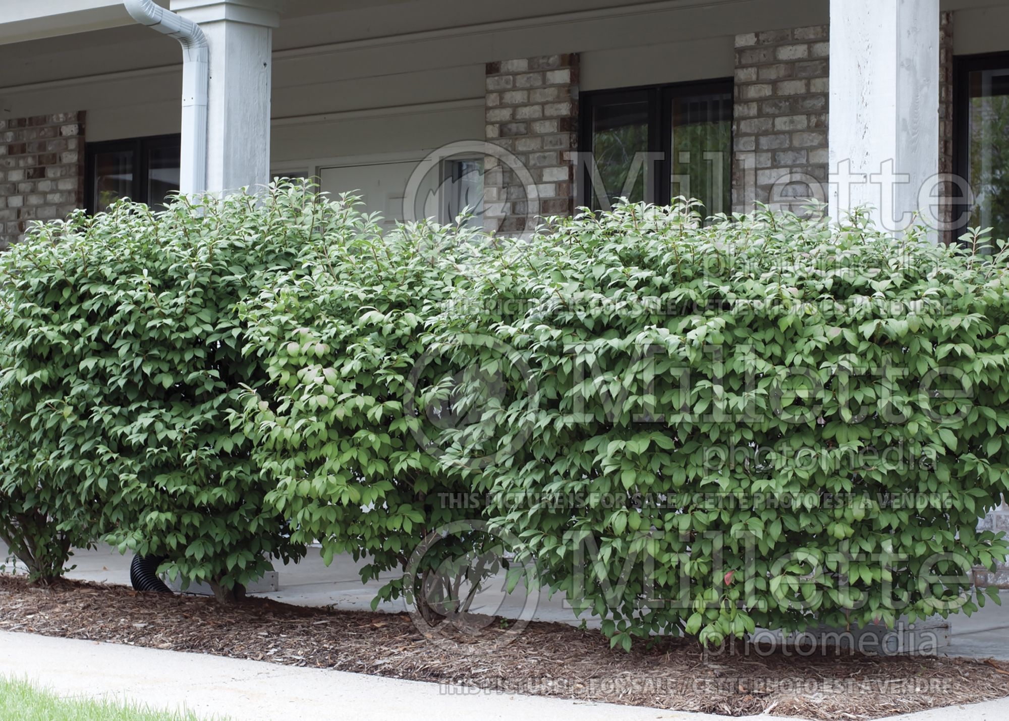 Euonymus - Winter Creeper hedge 3