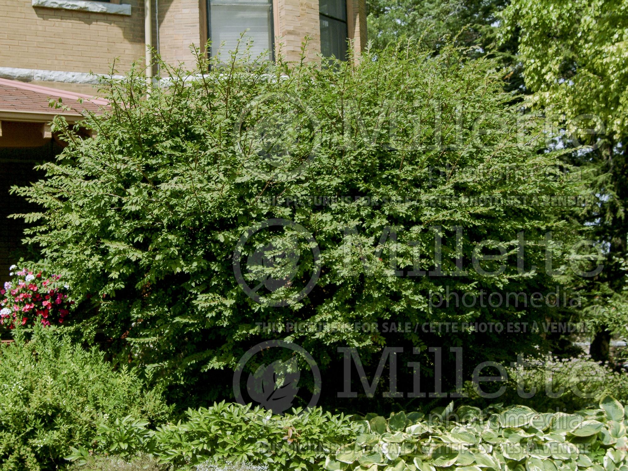 Euonymus alatus (Burning Bush) 3