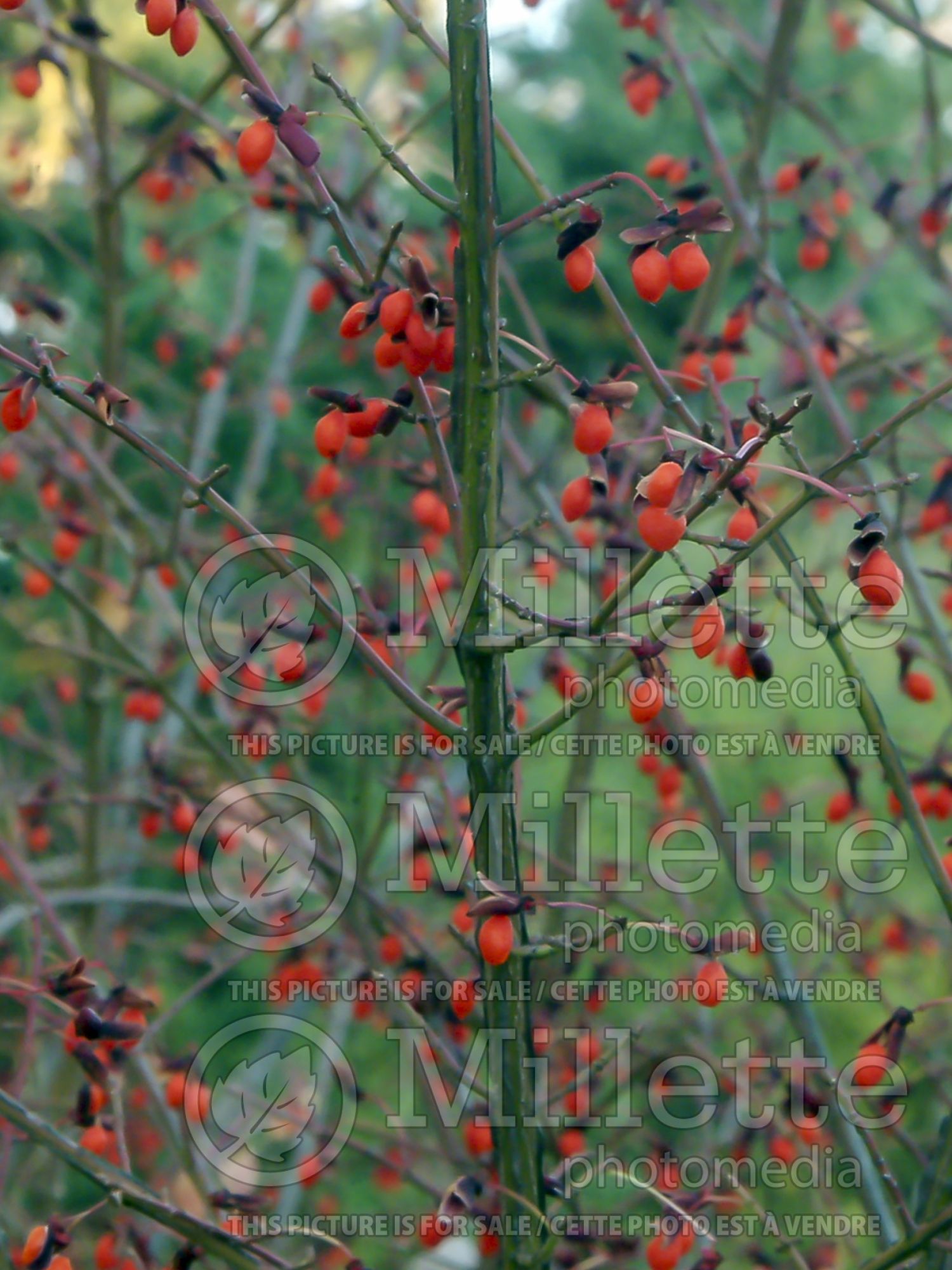 Euonymus Compactus (Dwarf Burning Bush) 13
