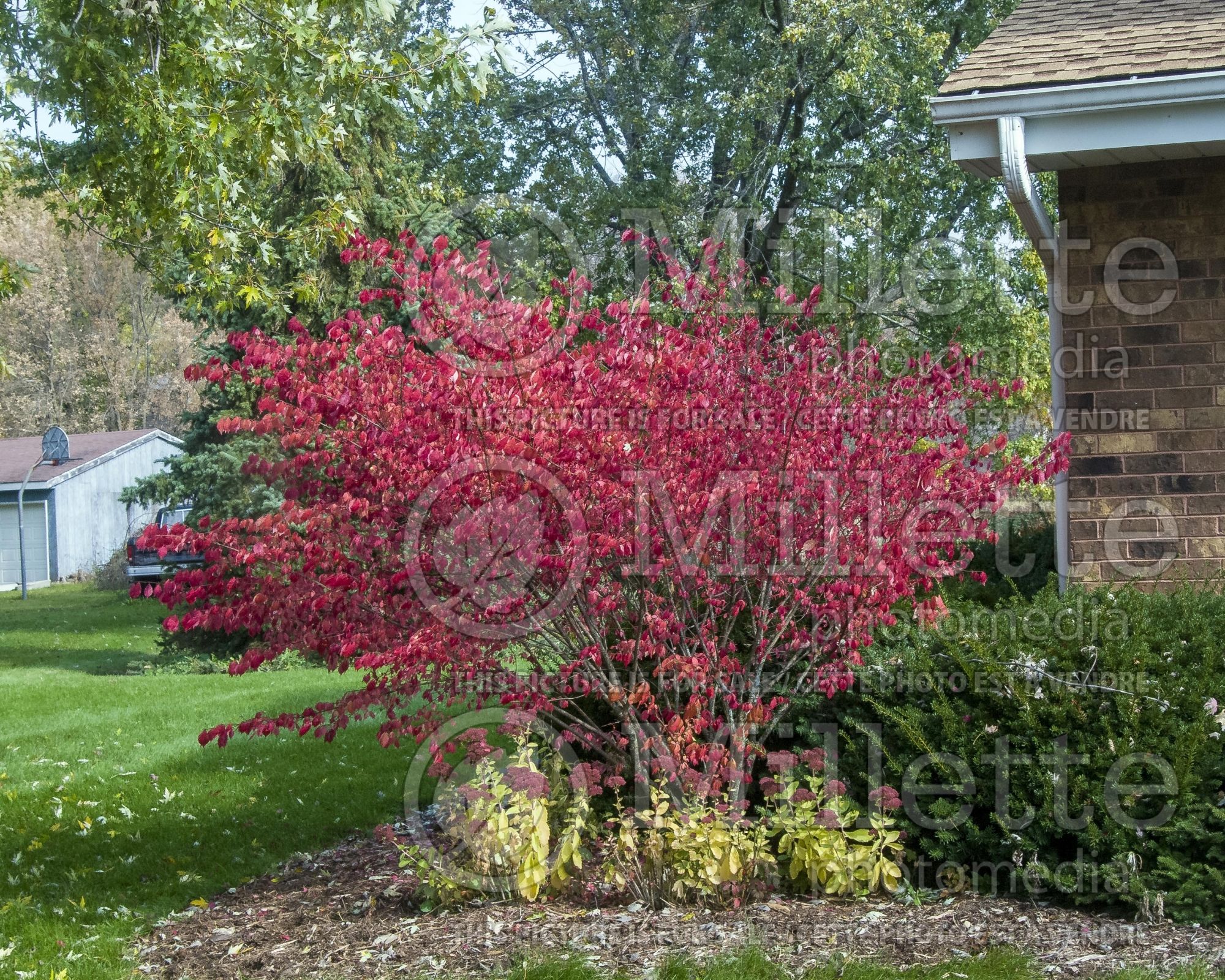 Euonymus Compactus (Dwarf Burning Bush) 12