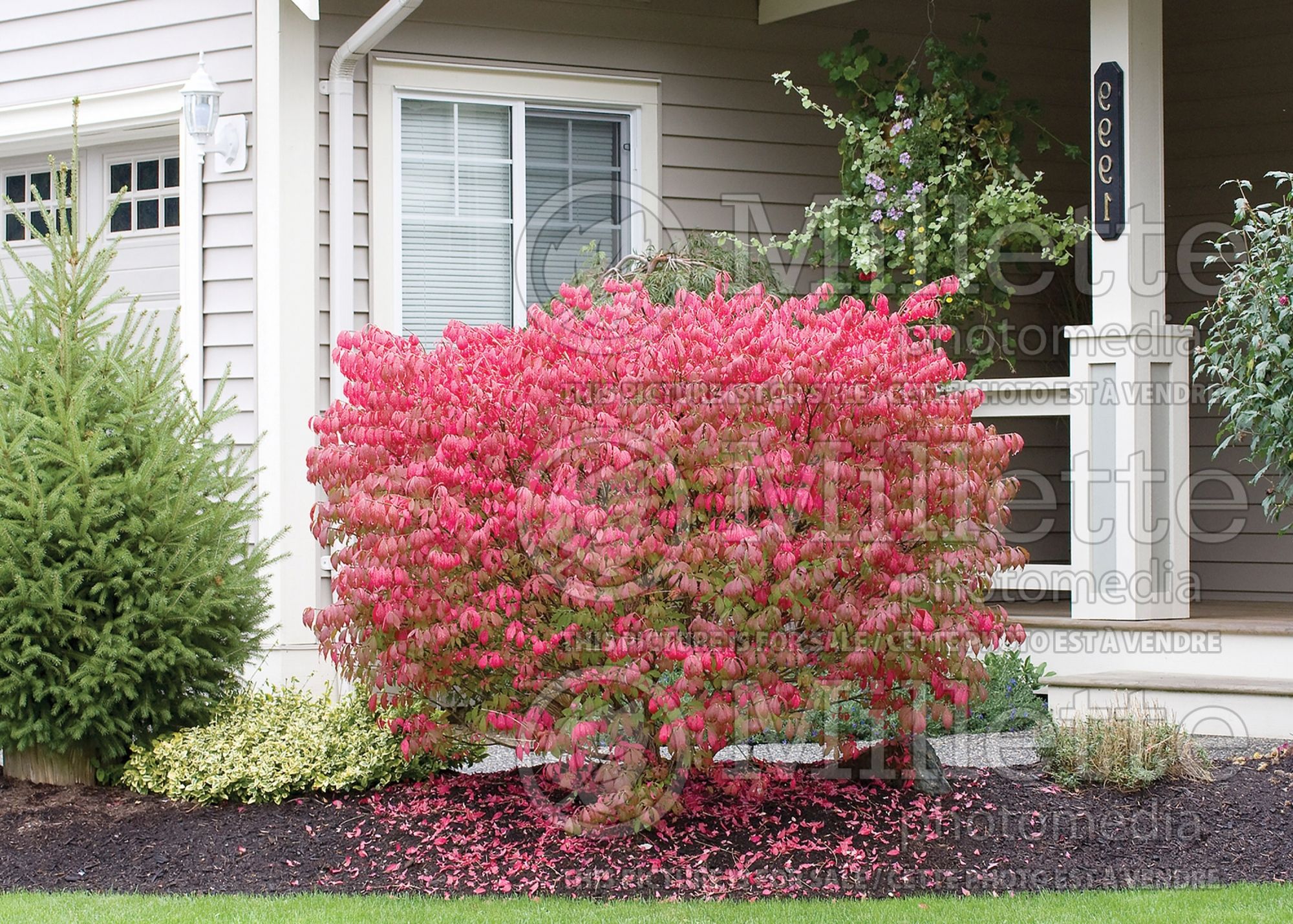 Euonymus Compactus (Dwarf Burning Bush) 11