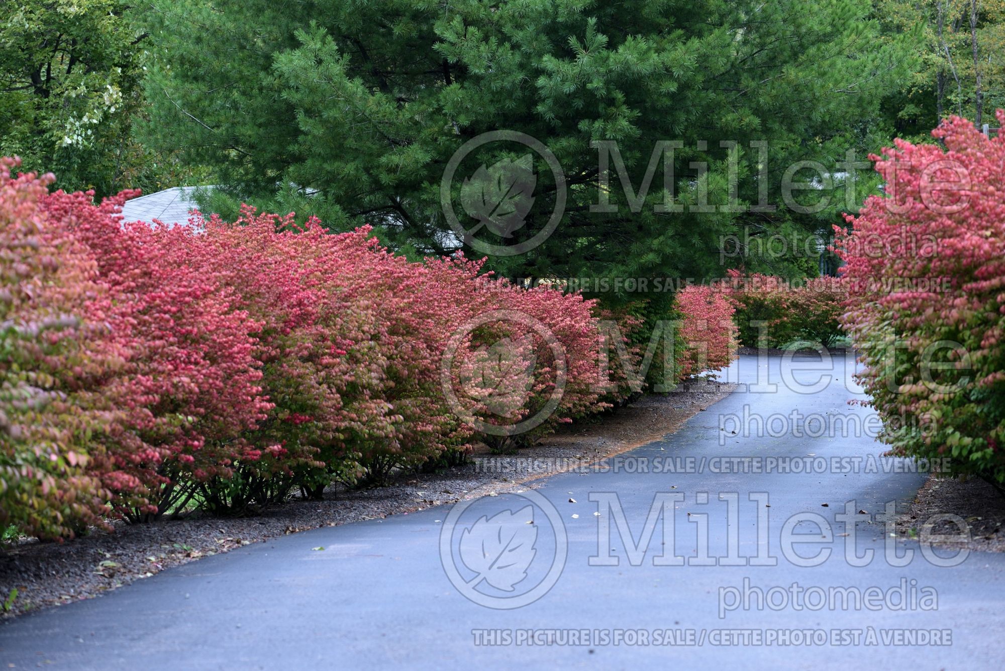 Euonymus - Winter Creeper hedge 2