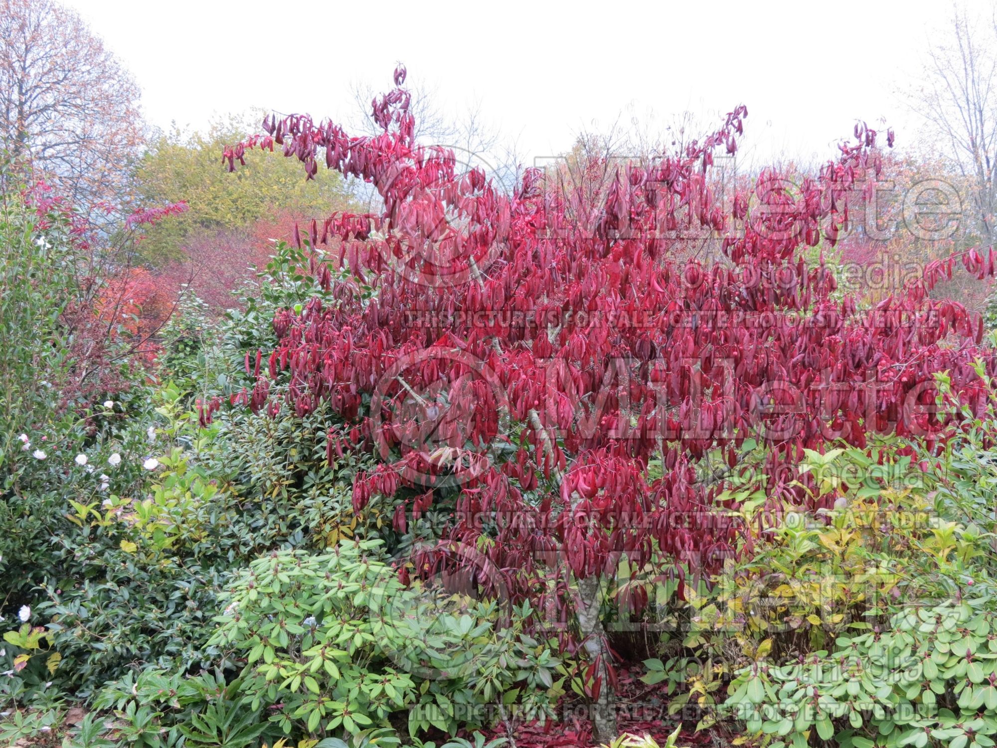 Euonymus atropurpureus cheatumii (Burning Bush) 1