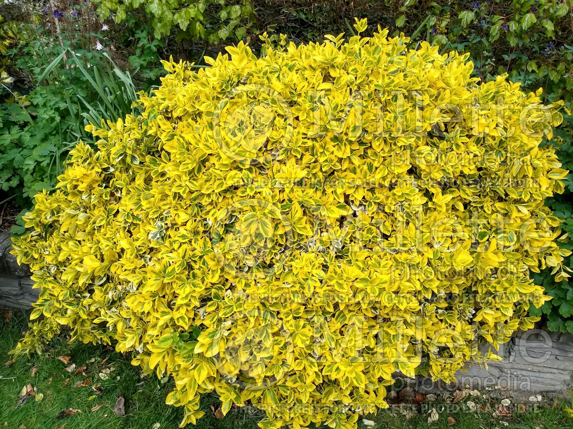 Euonymus Emerald'n Gold (Wintercreeper) 6