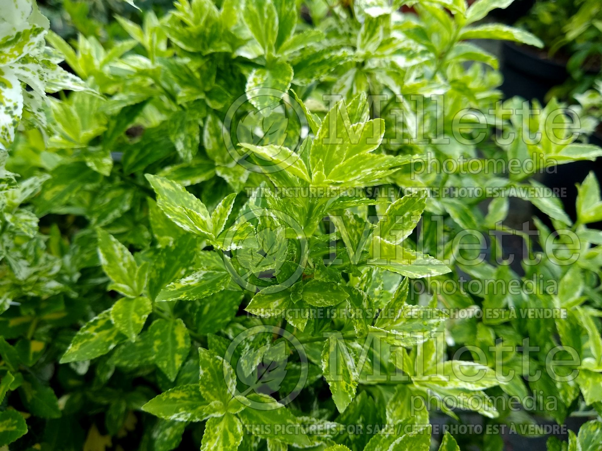 Euonymus Harlequin (Burning Bush) 1