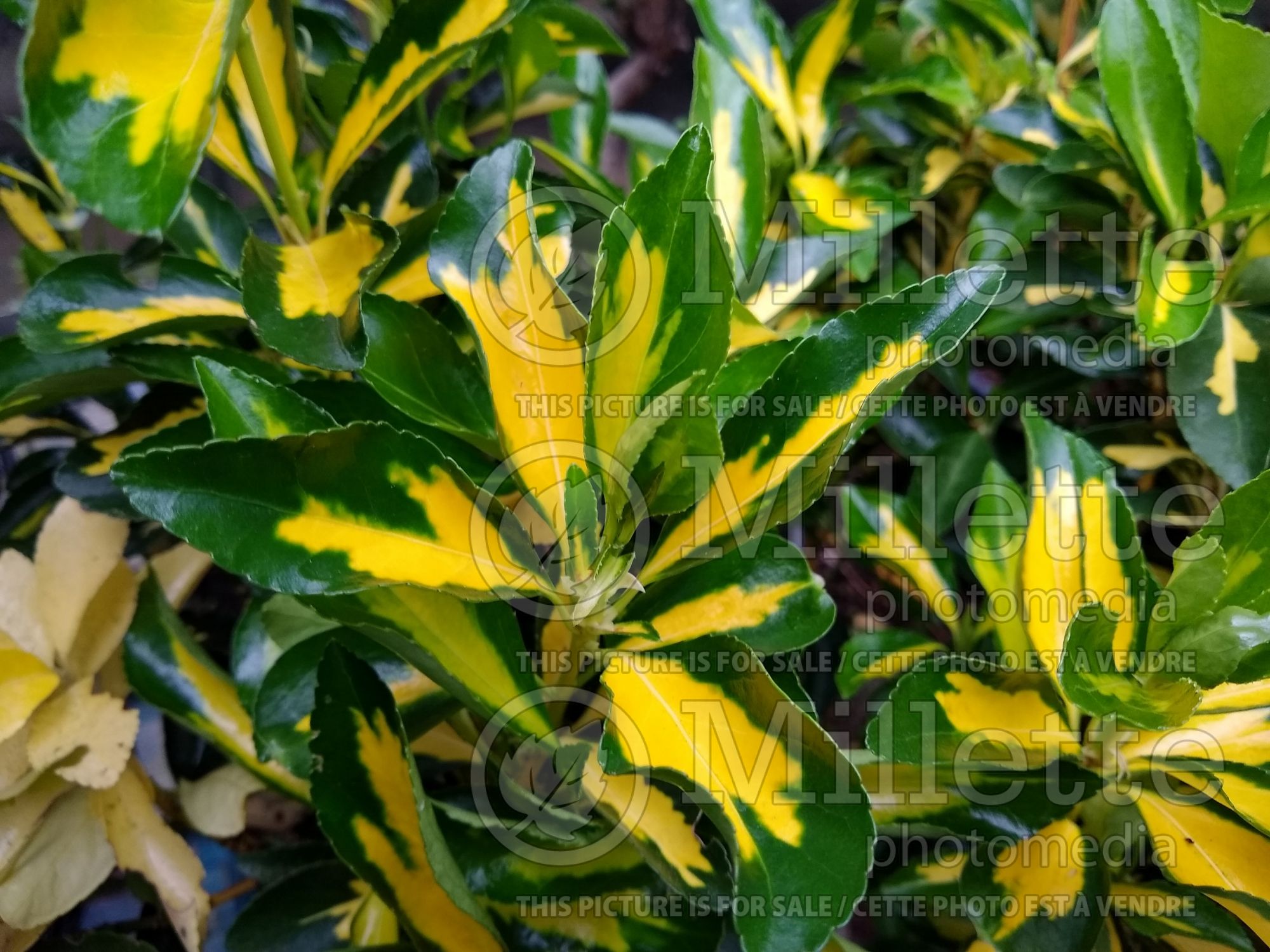 Euonymus Aureopictus (Wintercreeper) 2