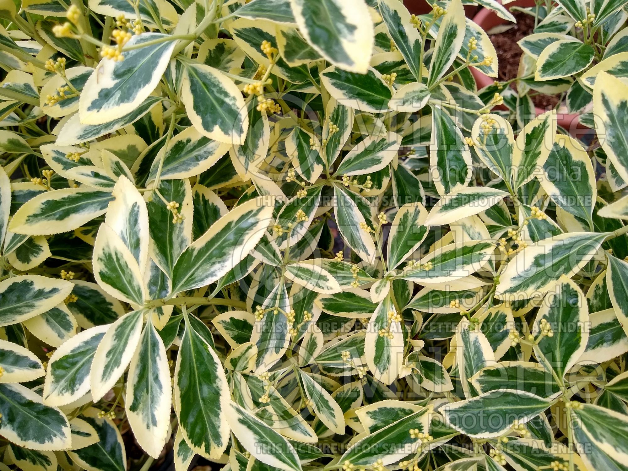 Euonymus Bravo (Wintercreeper) 1