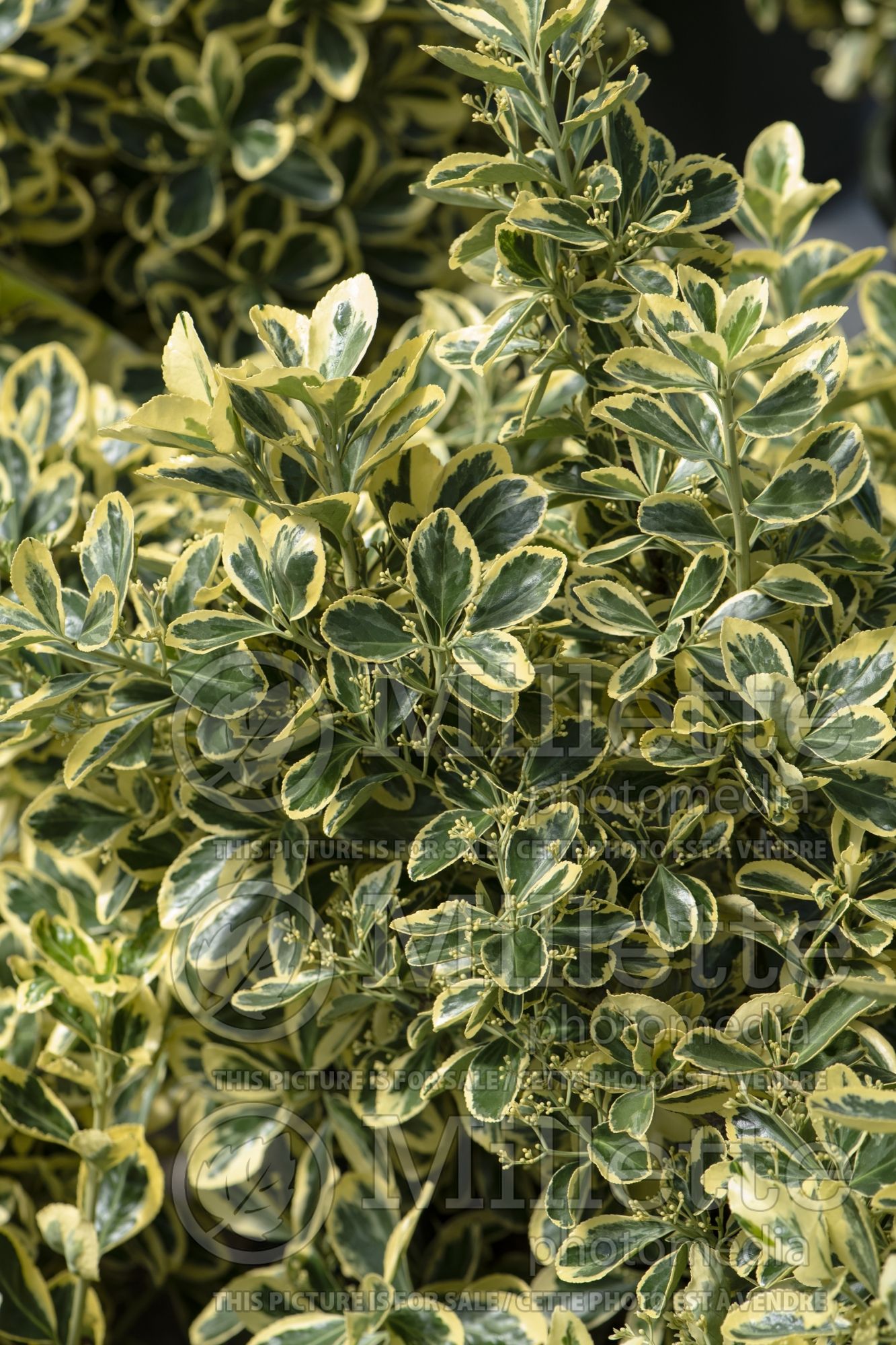 Euonymus Chollipo (Wintercreeper) 2