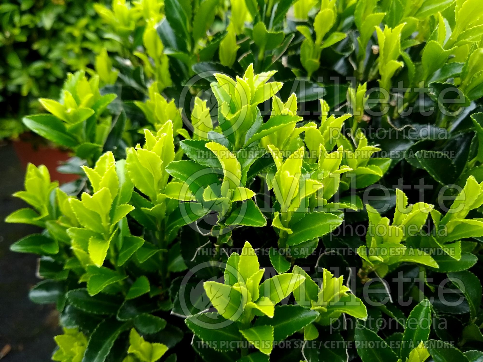 Euonymus Green Spire aka Bekomasaki (Burning Bush) 2