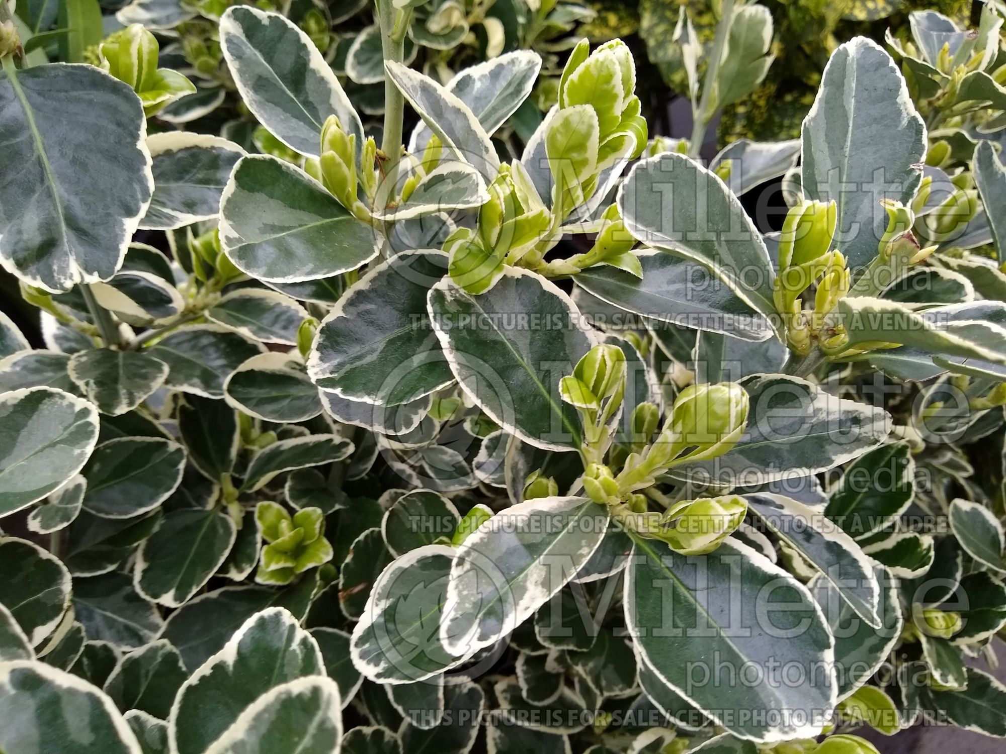 Euonymus Kathy (Burning Bush) 1