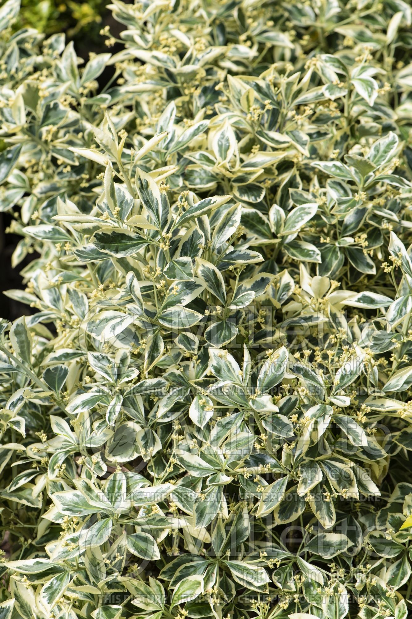 Euonymus Silver King (Wintercreeper) 1