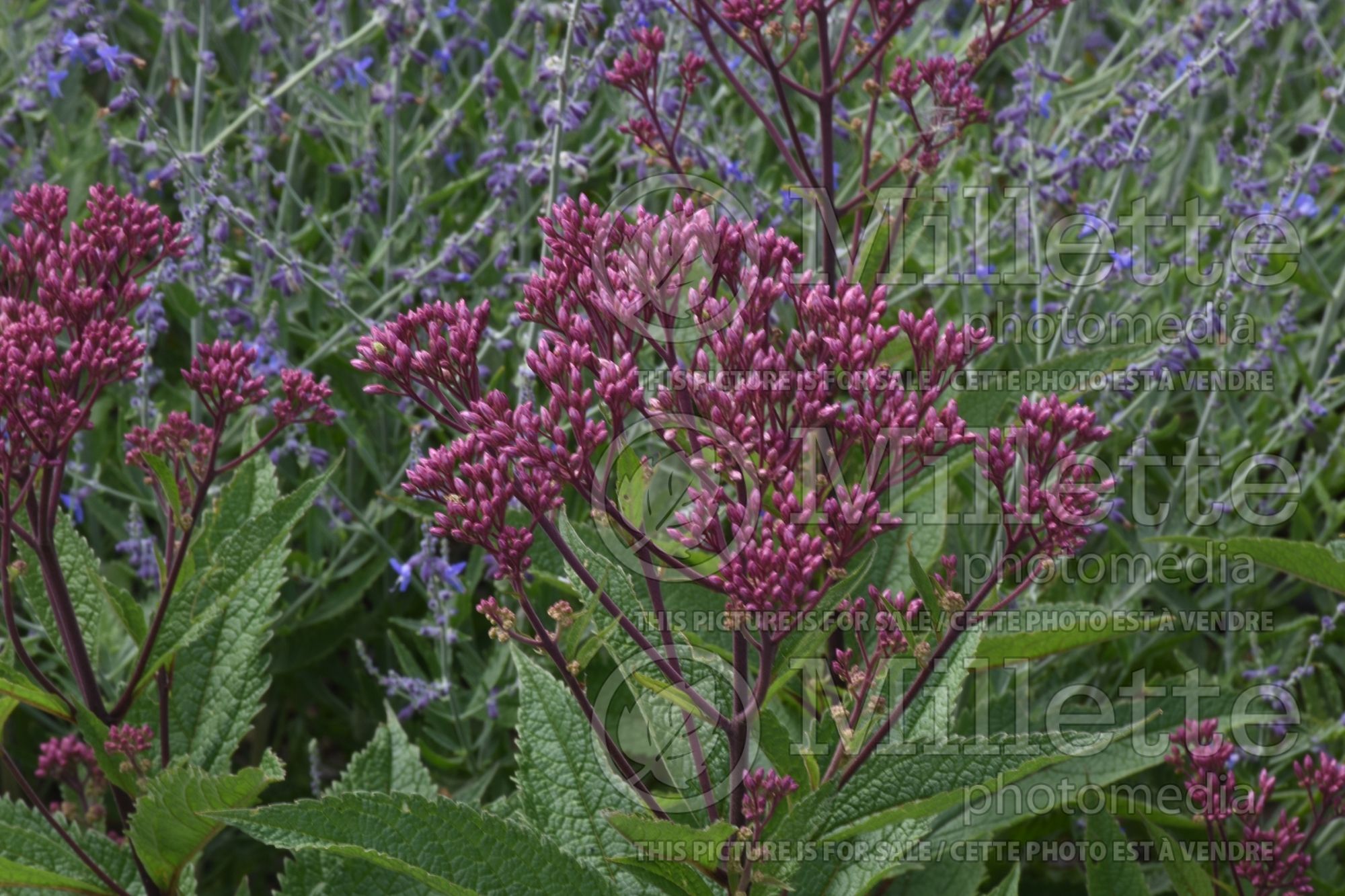 Eupatorium aka Eutrochium Euphoria Ruby (Joe Pye weed) 1
