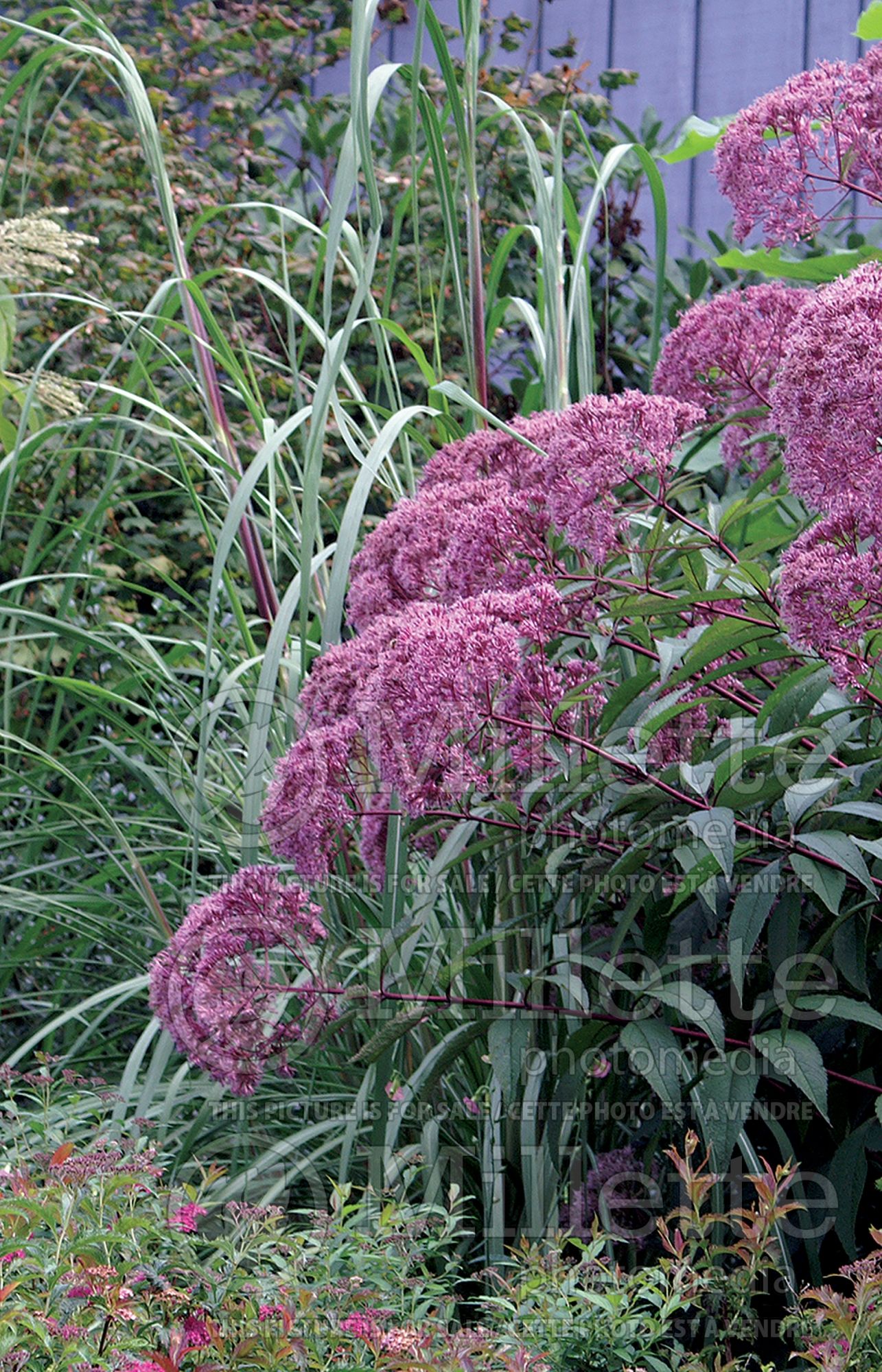 Eupatorium aka Eutrochium Euphoria Ruby (Joe Pye weed) 2