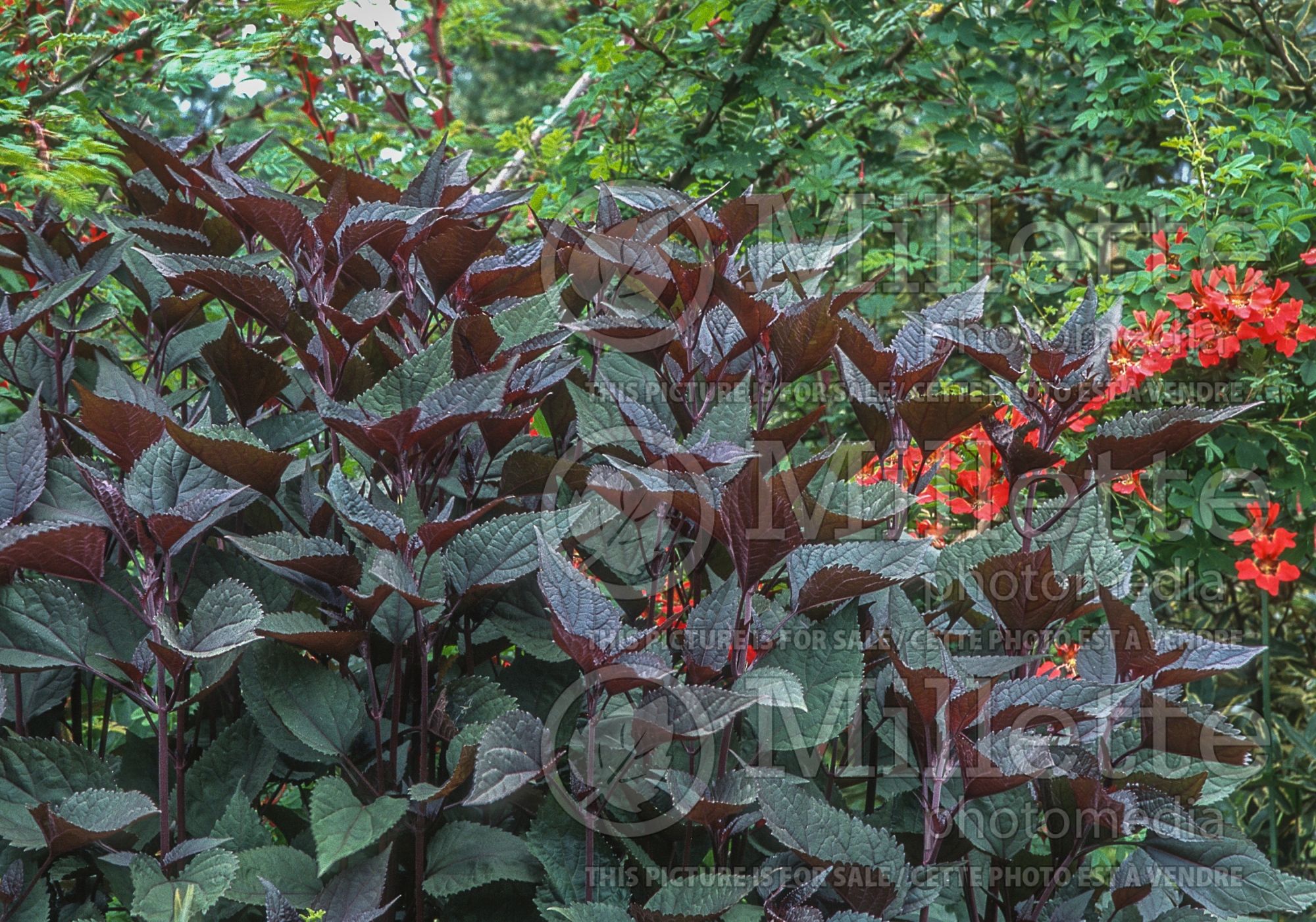 Eupatorium Chocolate (Joe Pye weed - eupatoire) 10