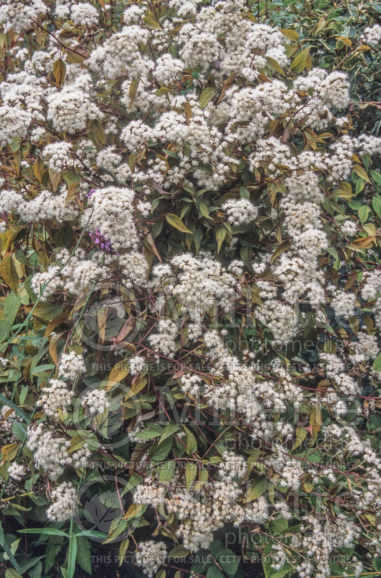 Eupatorium Chocolate (Joe Pye weed - eupatoire) 11
