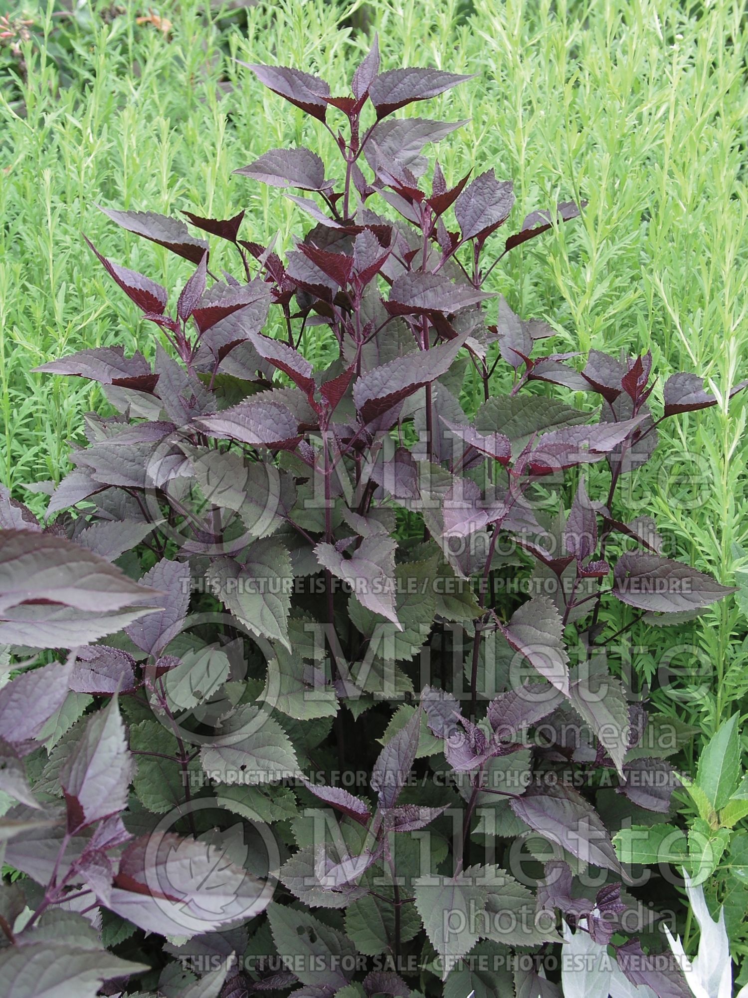 Eupatorium Chocolate (Joe Pye weed - eupatoire) 8