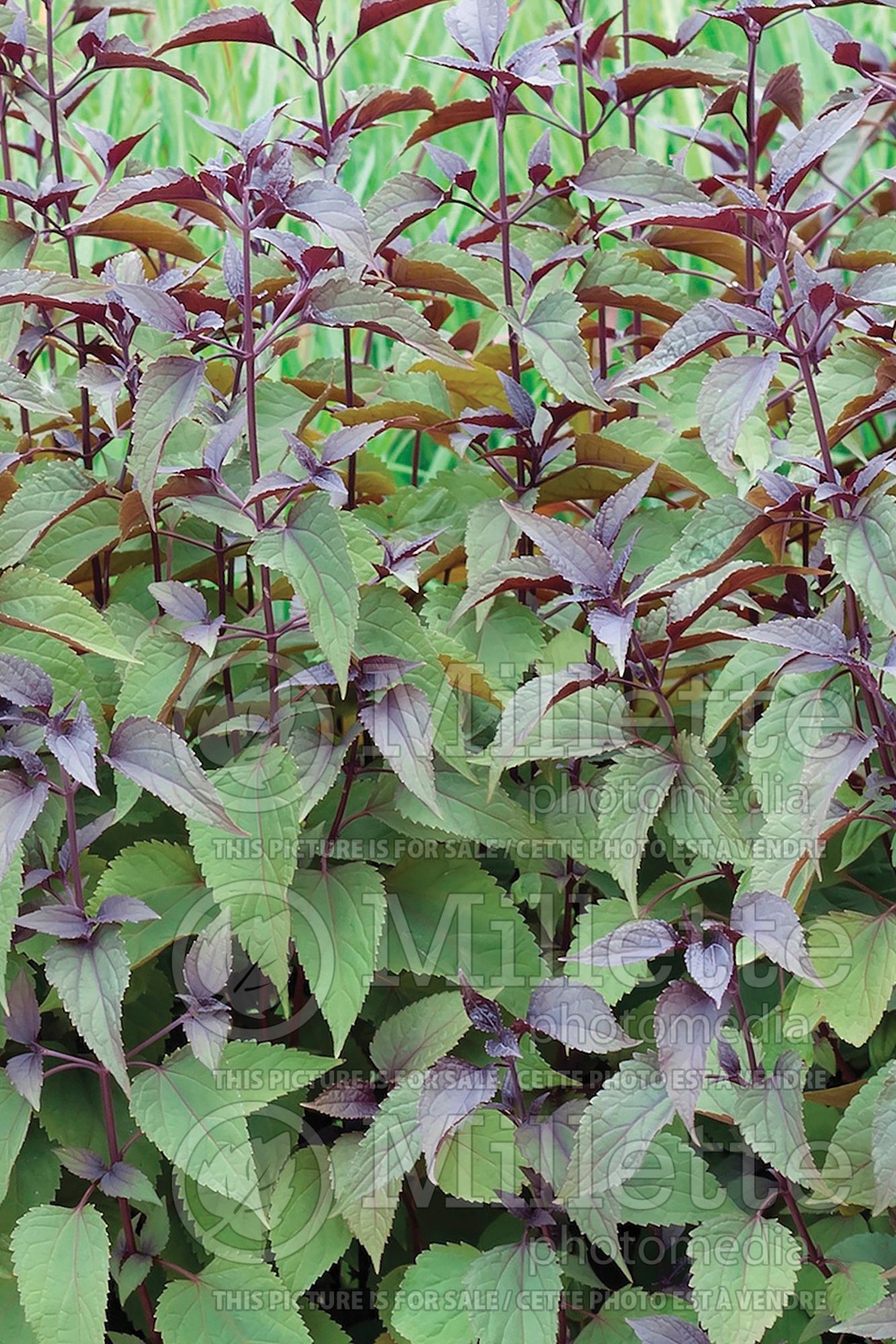 Eupatorium Chocolate (Joe Pye weed - eupatoire) 7