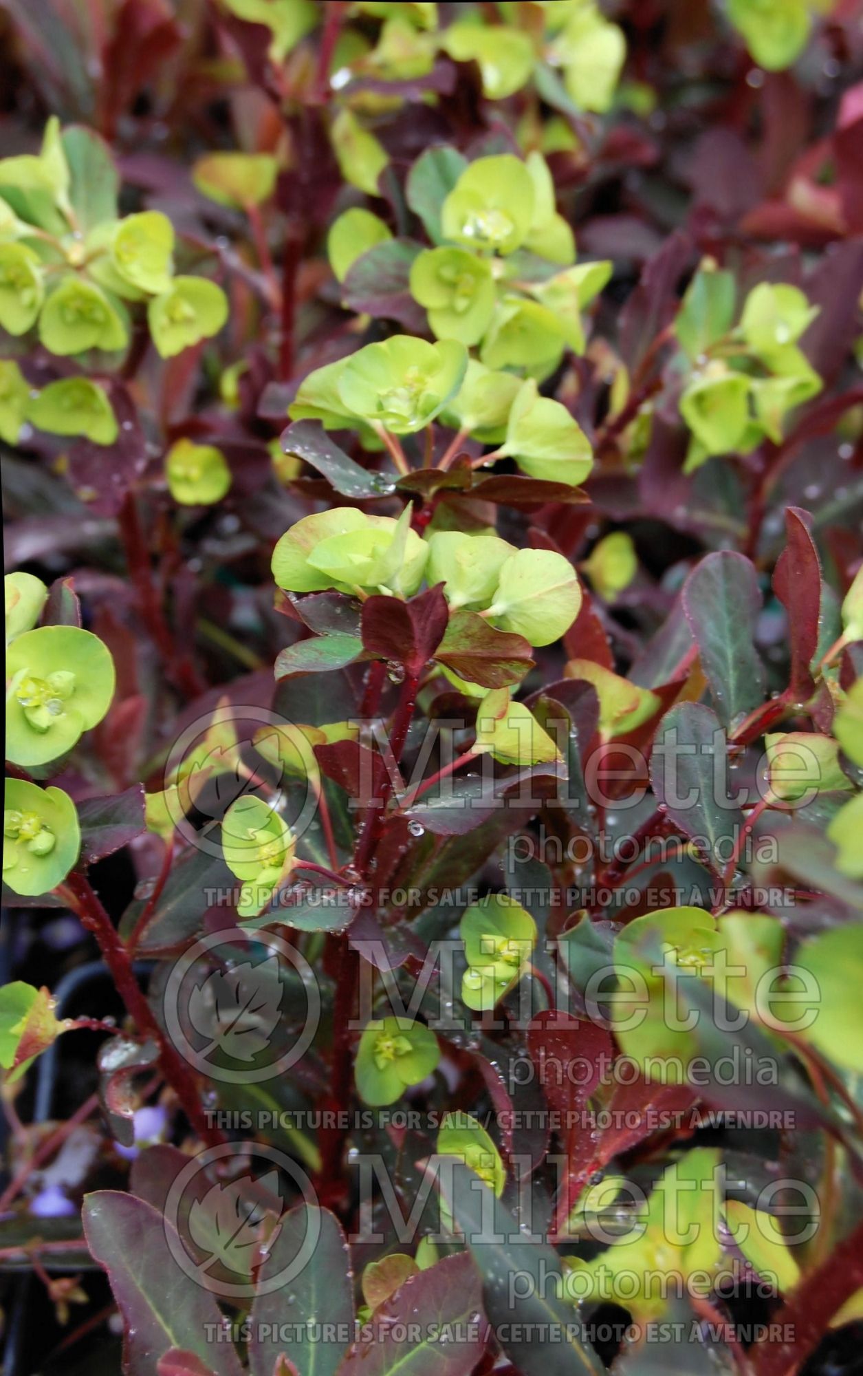Euphorbia Purpurea (Pye weed) 2