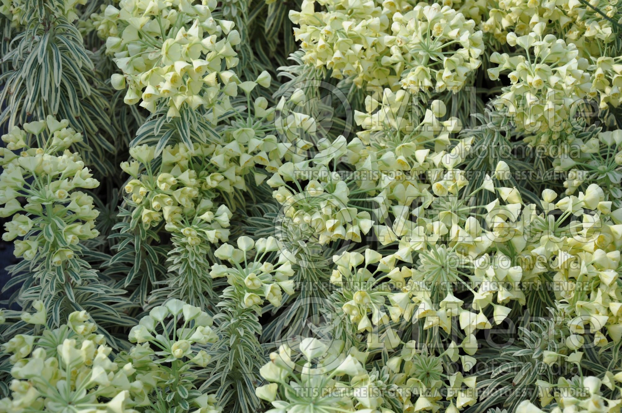 Euphorbia Glacier Blue (Spurge) 1