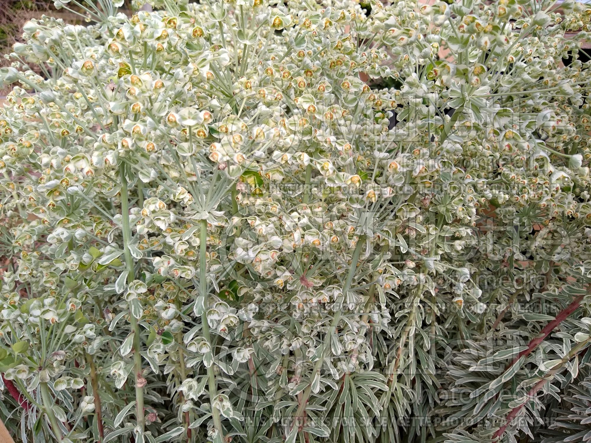 Euphorbia Silver Swan (Spurge) 1