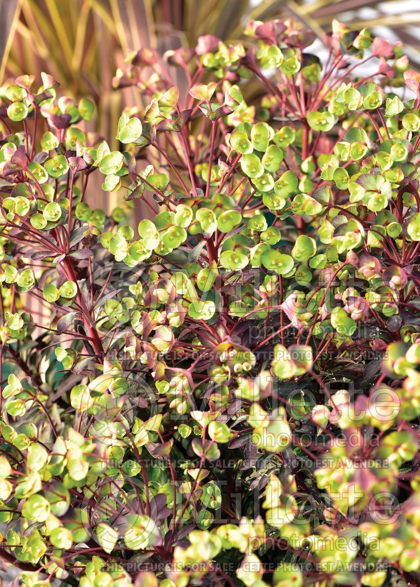 Euphorbia Miner's Merlot (Spurge, Cushion) 1