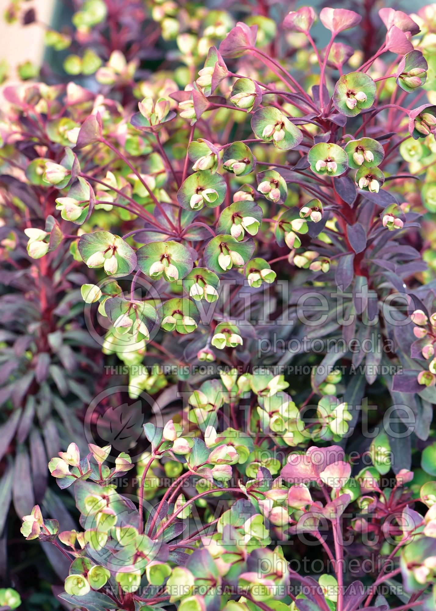 Euphorbia Miner's Merlot (Spurge, Cushion) 2