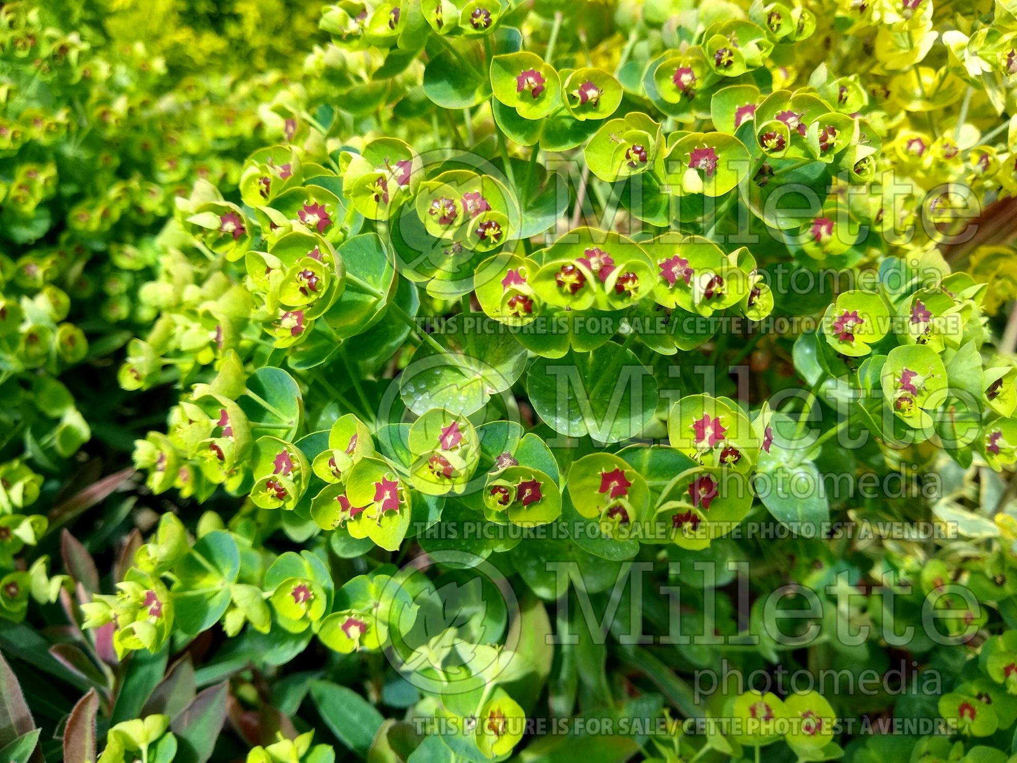 Euphorbia Redwing (Spurge) 1