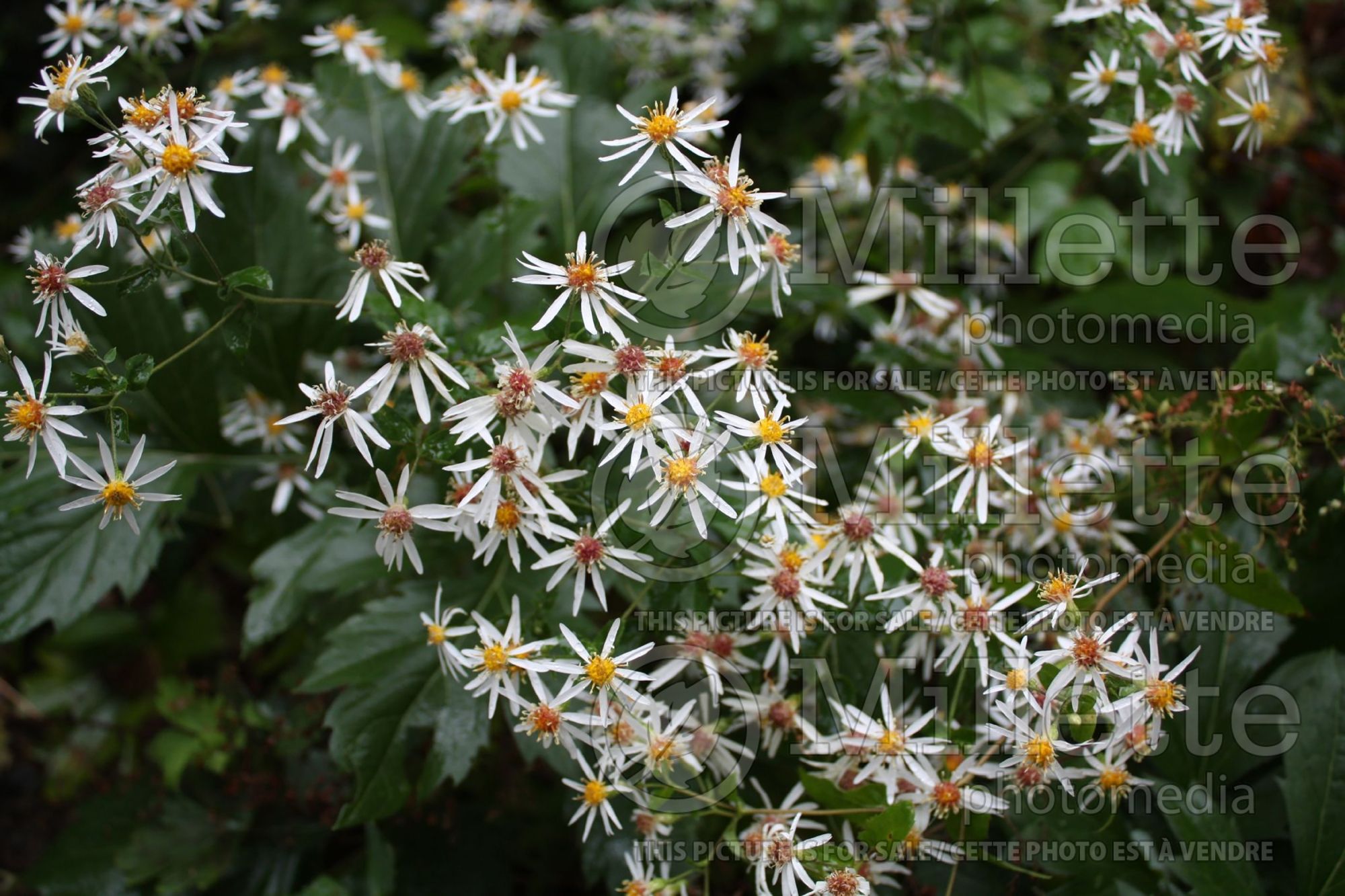Eurybia divaricata aka Aster divaricatus (Wood aster) 2