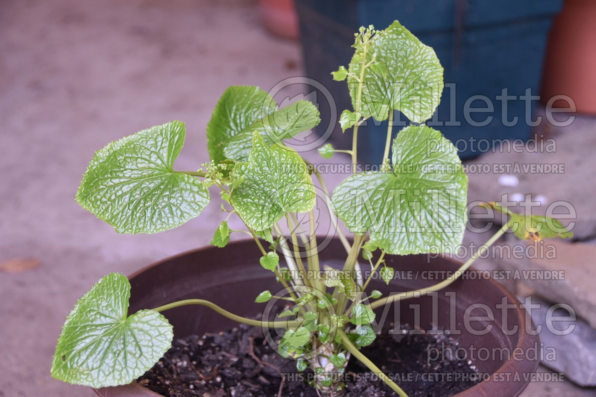 Eutrema Daruma (Wasabi Japanese horseradish) 1