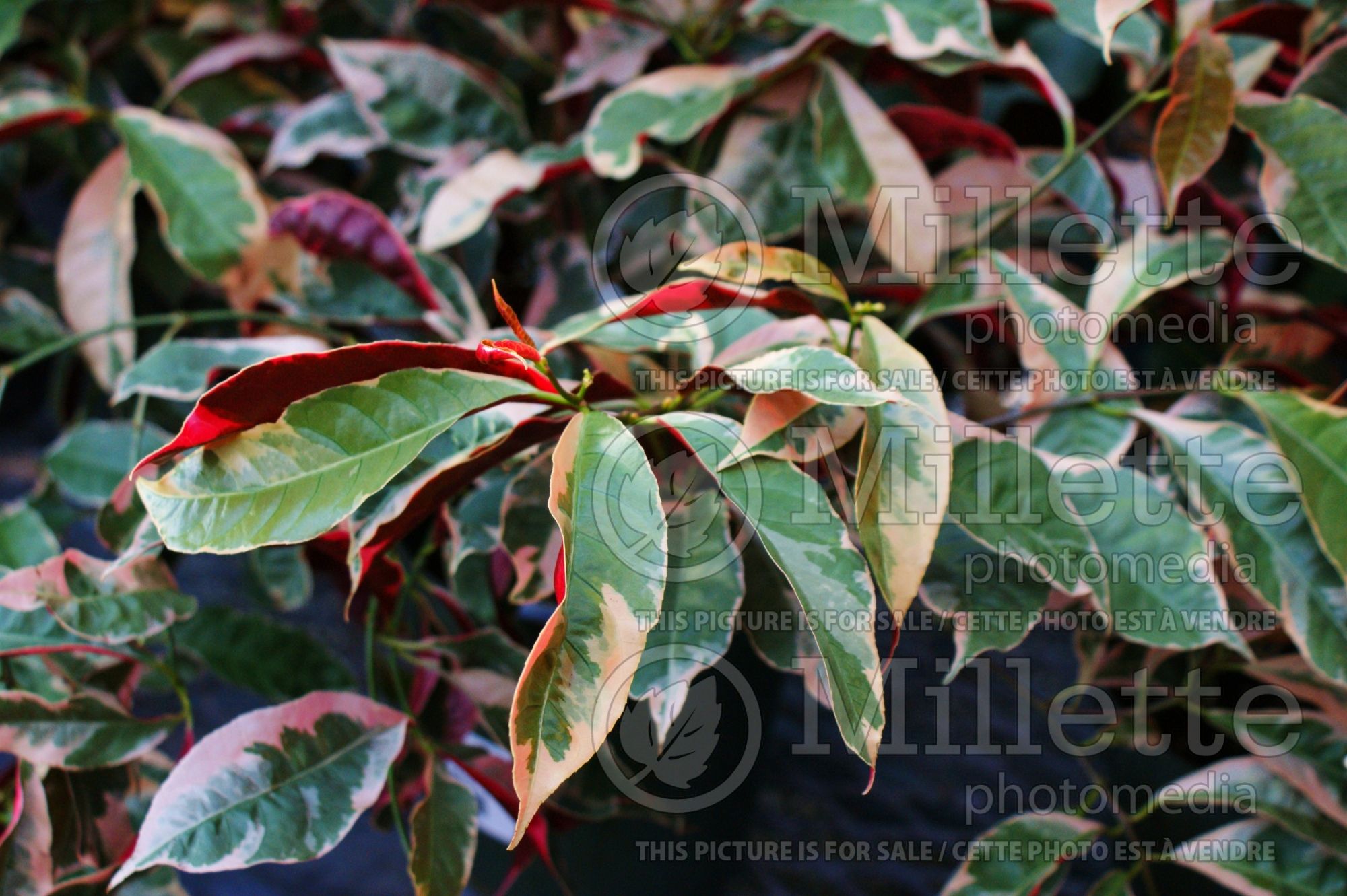 Excoecaria Jungle Fire (Chinese croton) 7