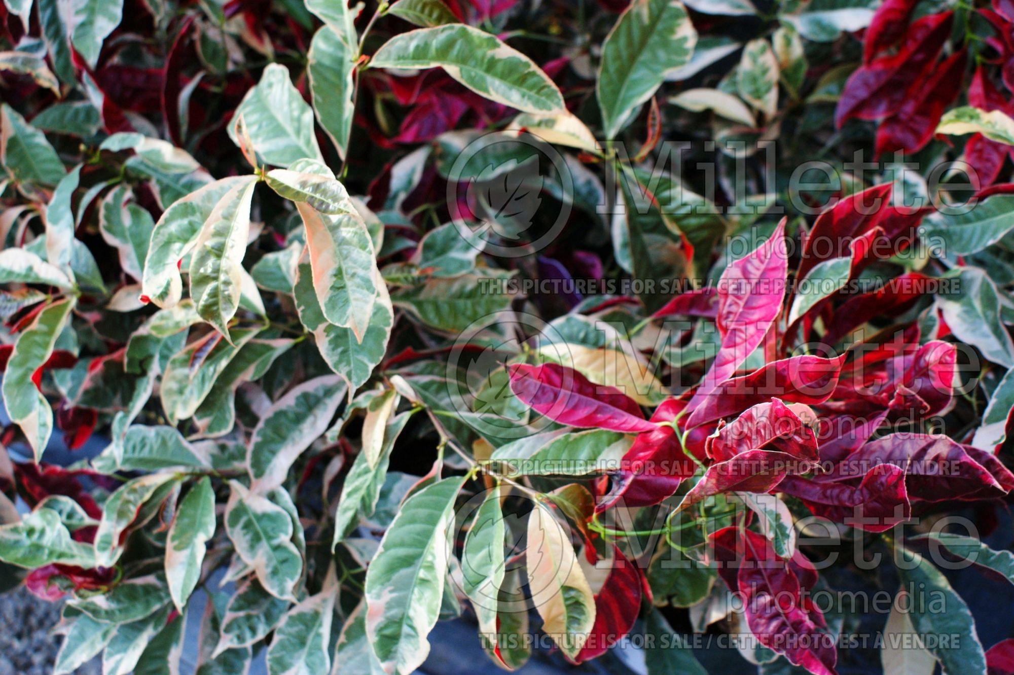 Excoecaria Jungle Fire (Chinese croton) 6