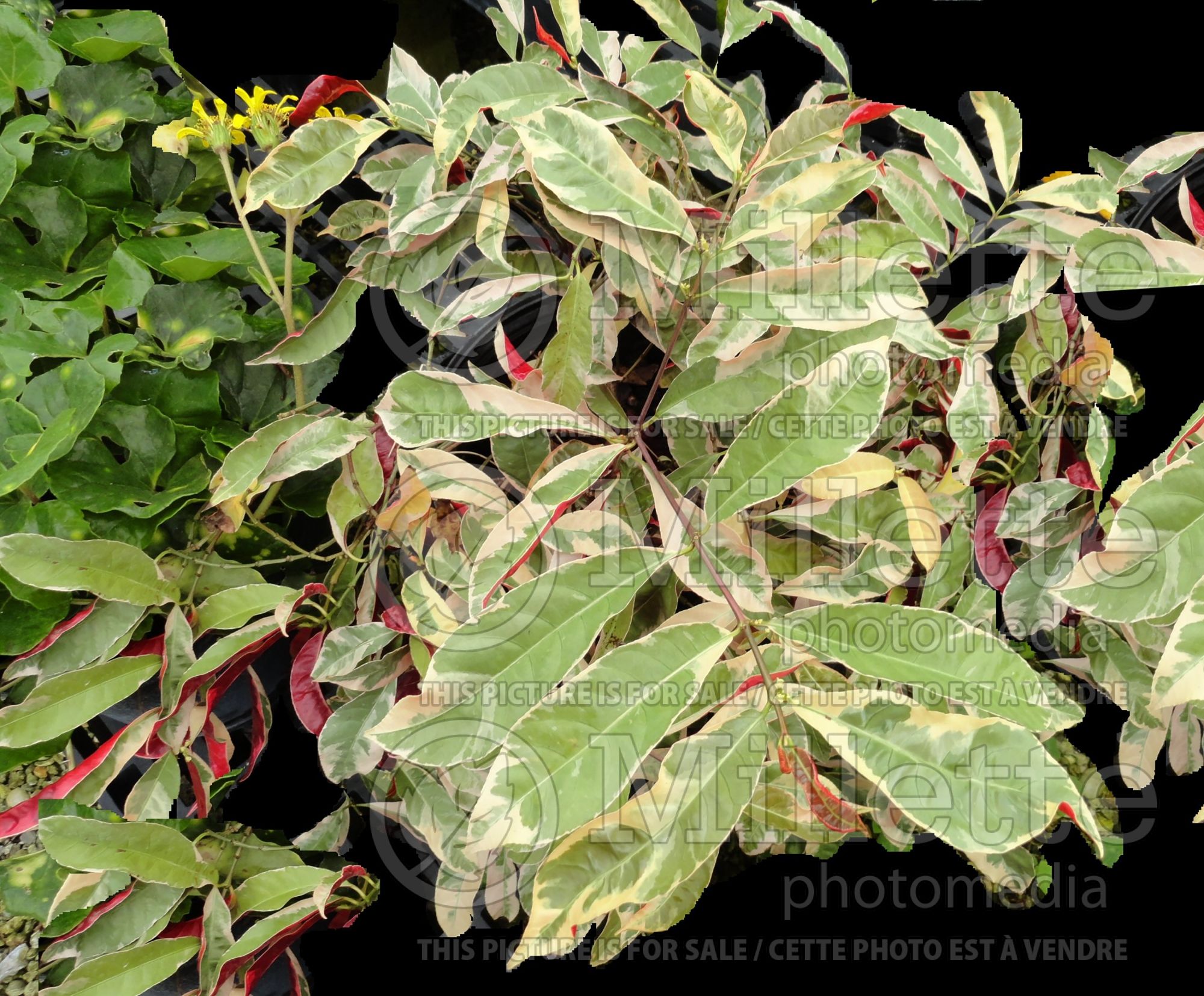 Excoecaria Jungle Fire (Chinese croton) 3