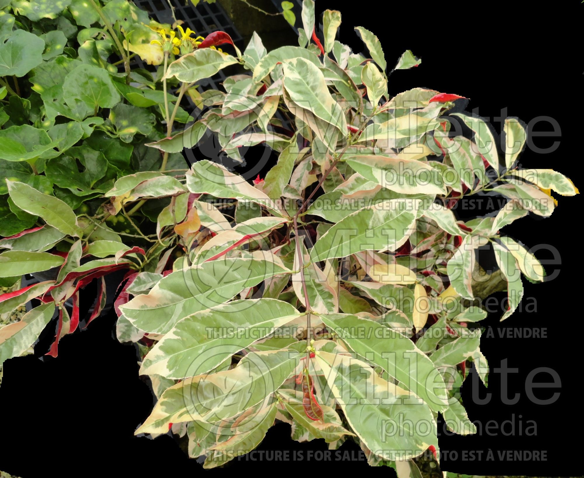 Excoecaria Jungle Fire (Chinese croton) 4