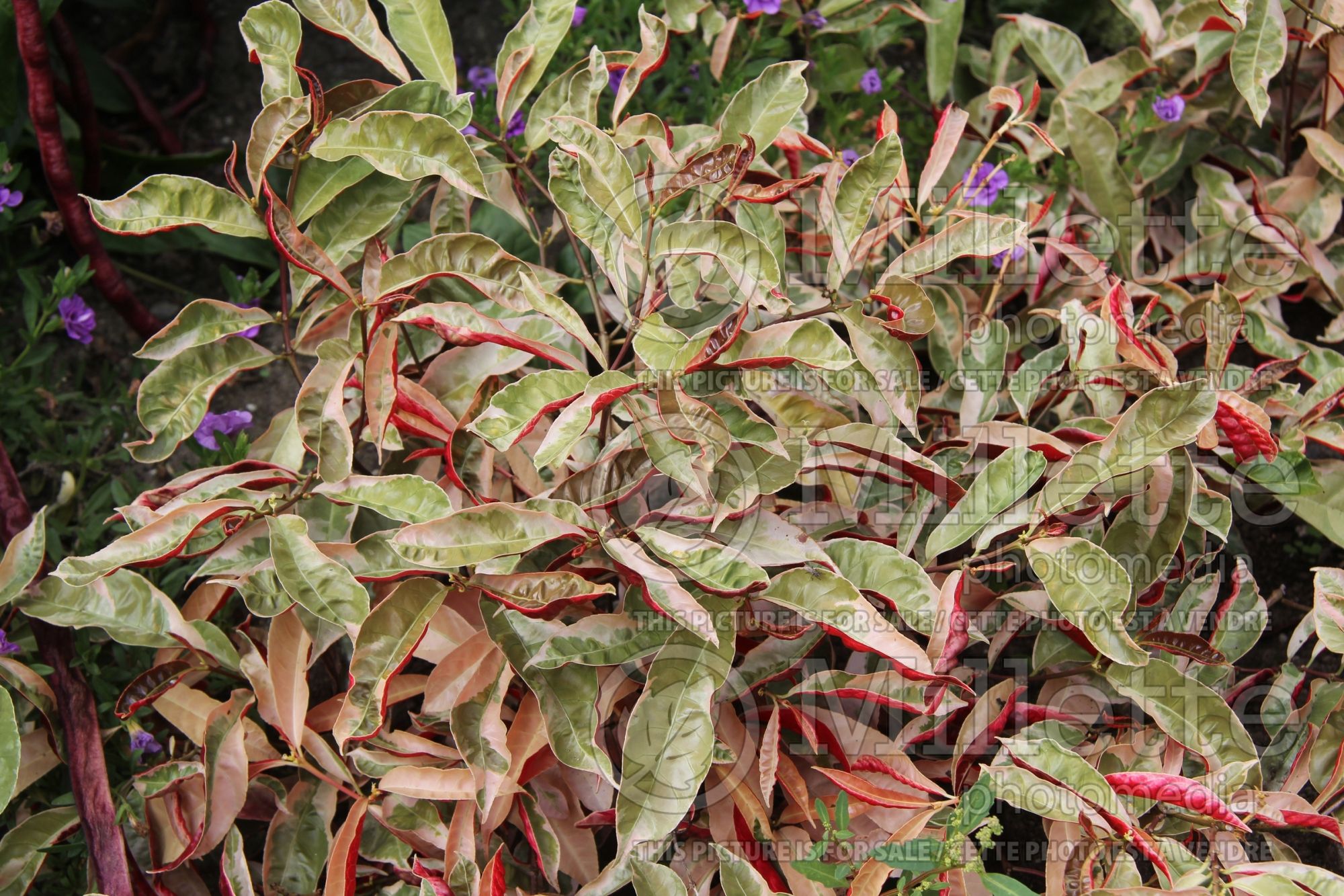 Excoecaria Jungle Fire (Chinese croton) 2