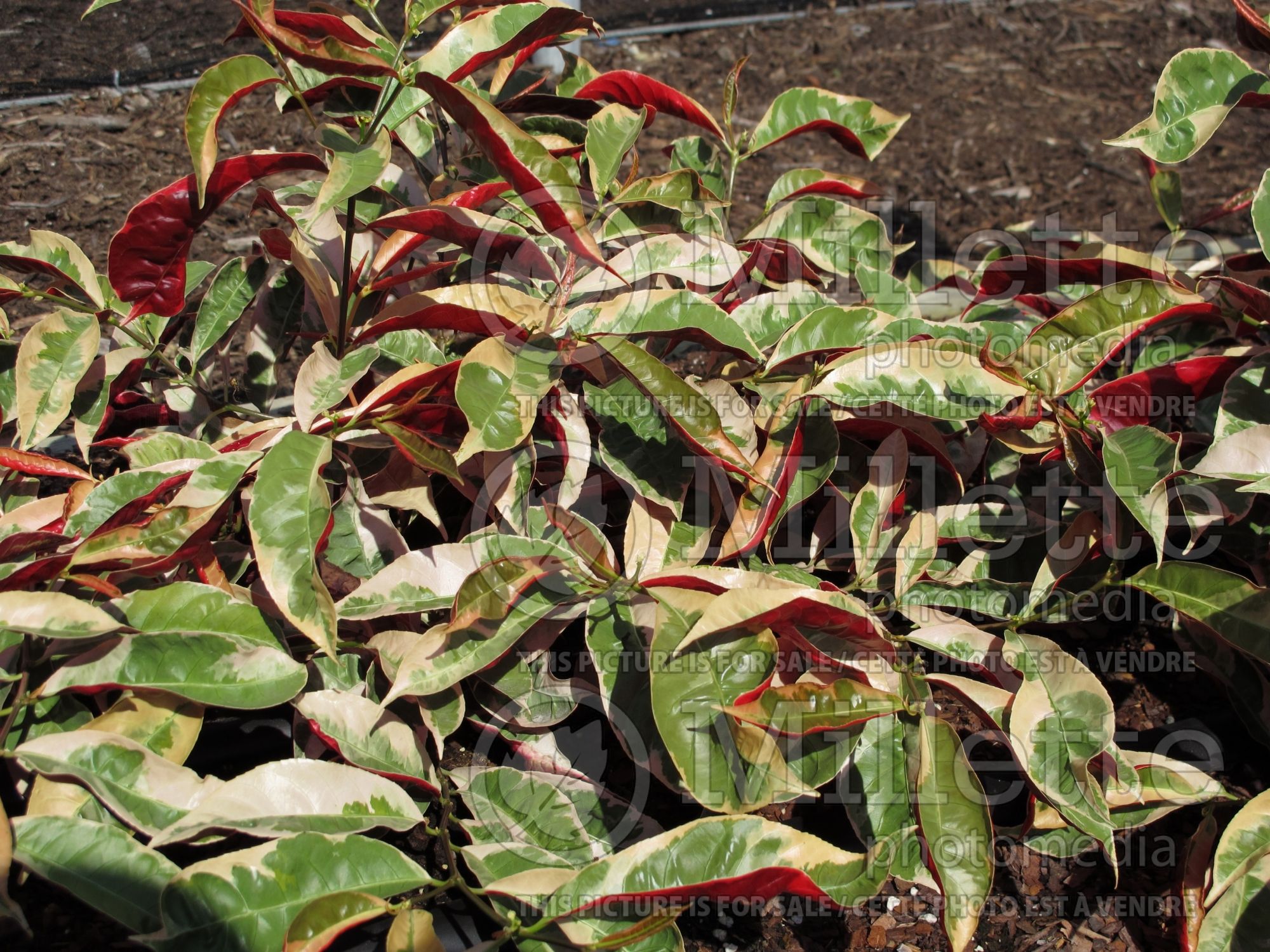 Excoecaria Jungle Fire (Chinese croton) 5