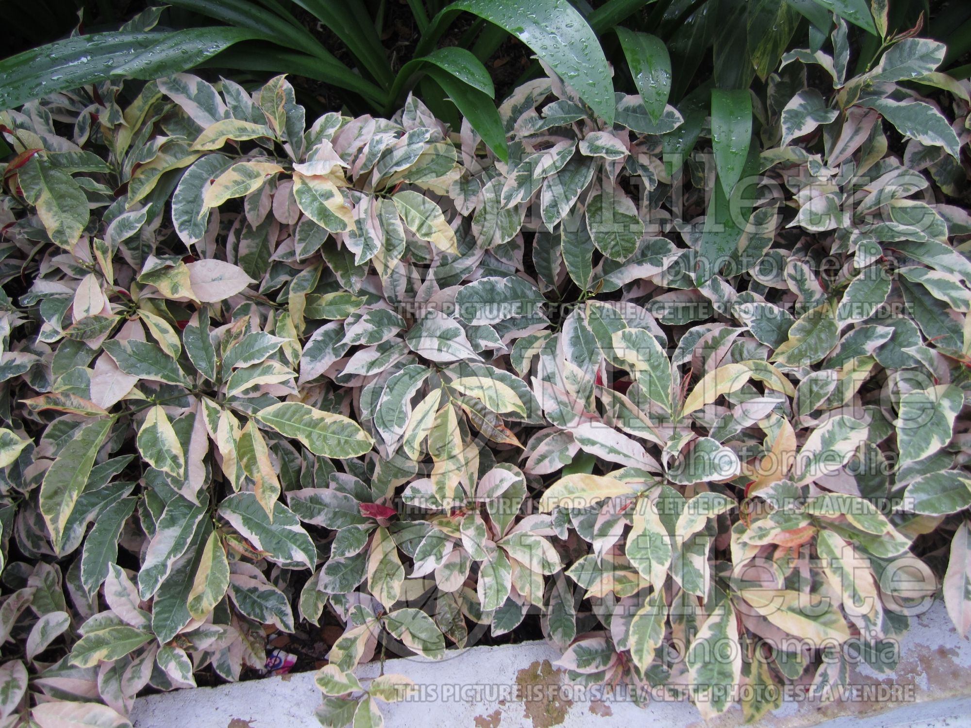 Excoecaria cochinchinensis (Chinese croton) 1