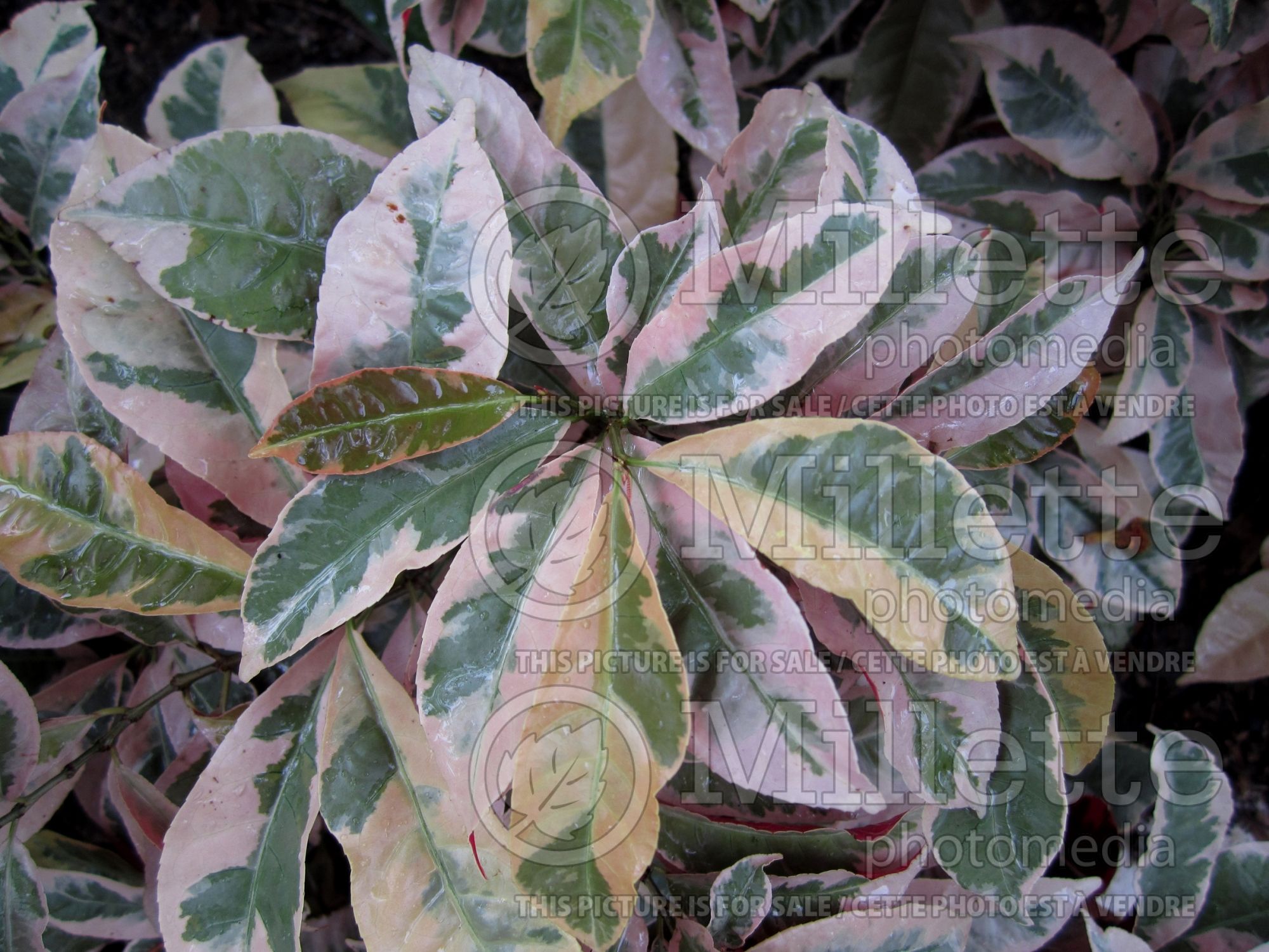 Excoecaria cochinchinensis (Chinese croton) 2