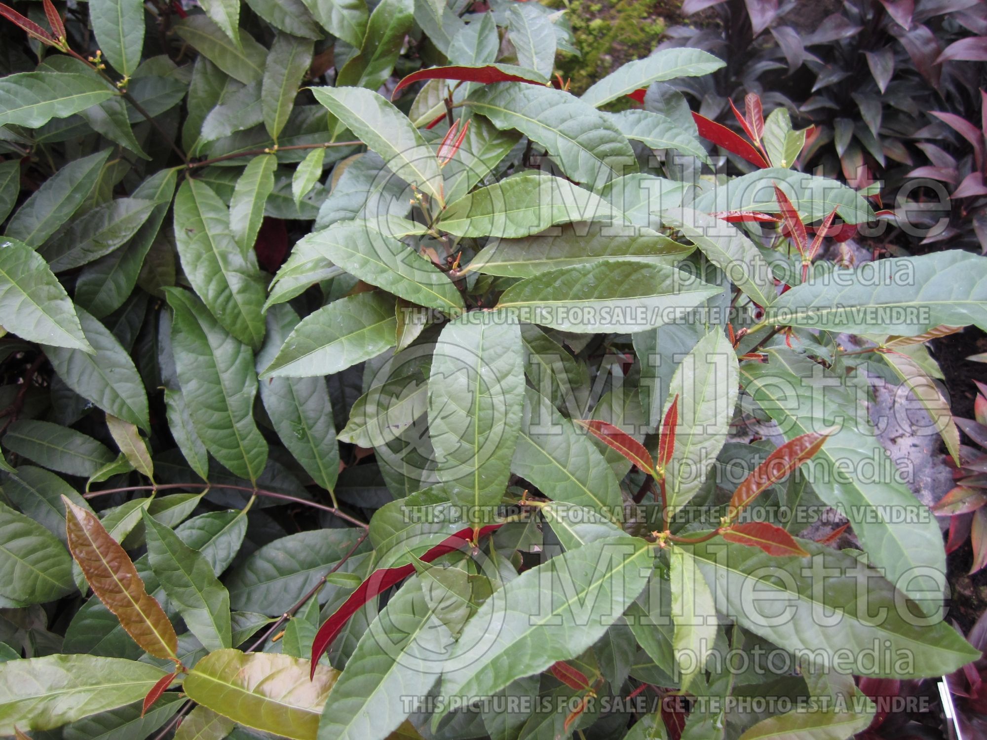Excoecaria cochinchinensis (Chinese croton) 3