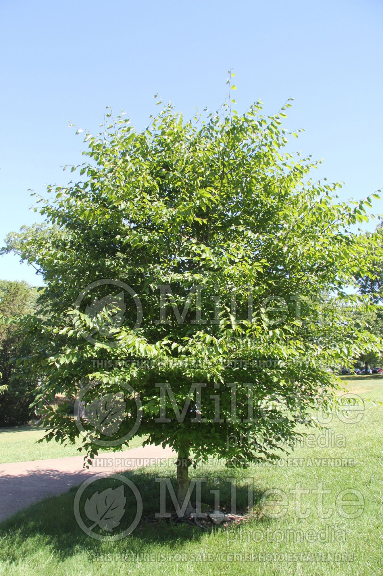 Fagus grandifolia (American beech) 11