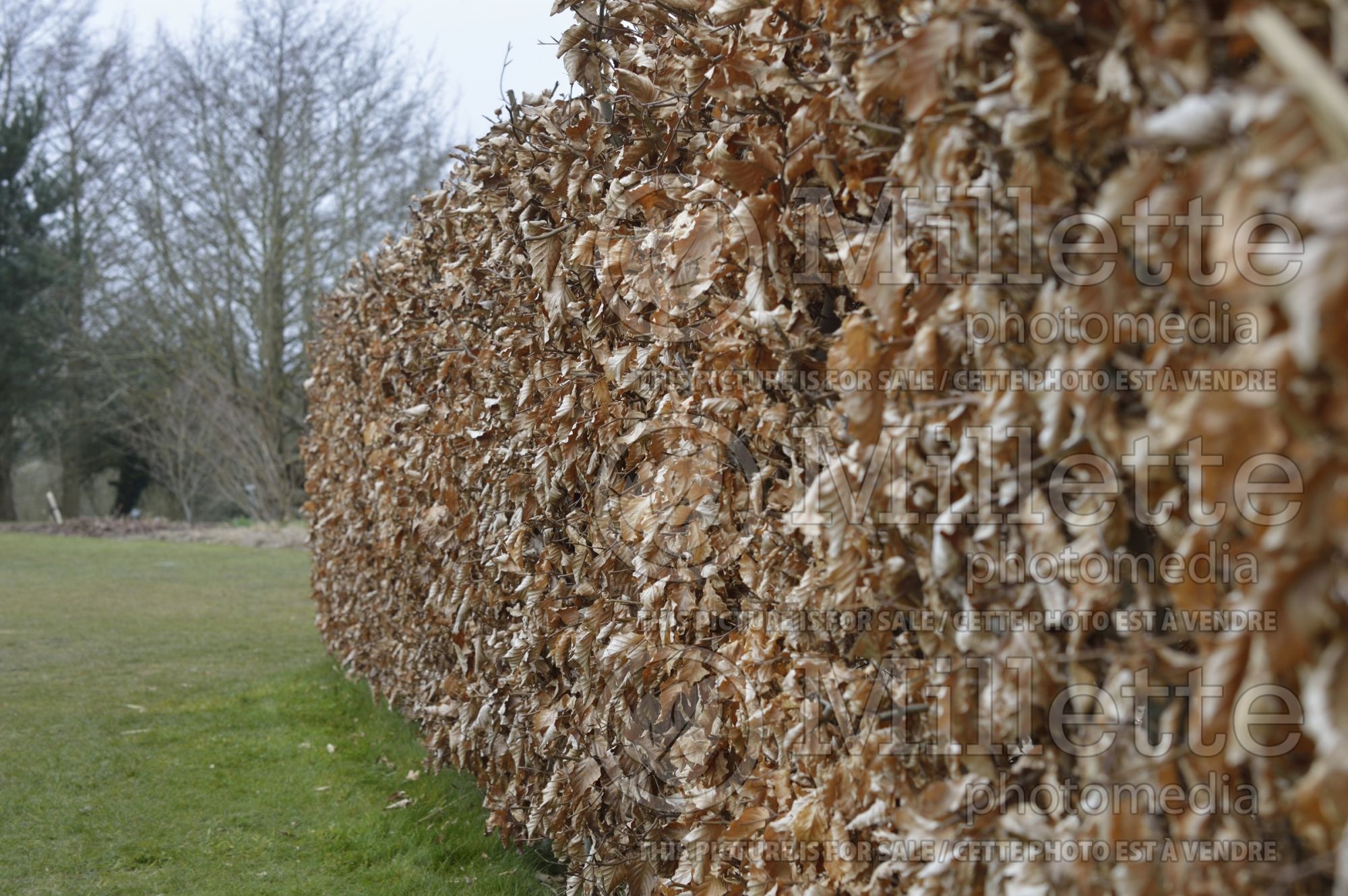 Fagus - beech hedge 1