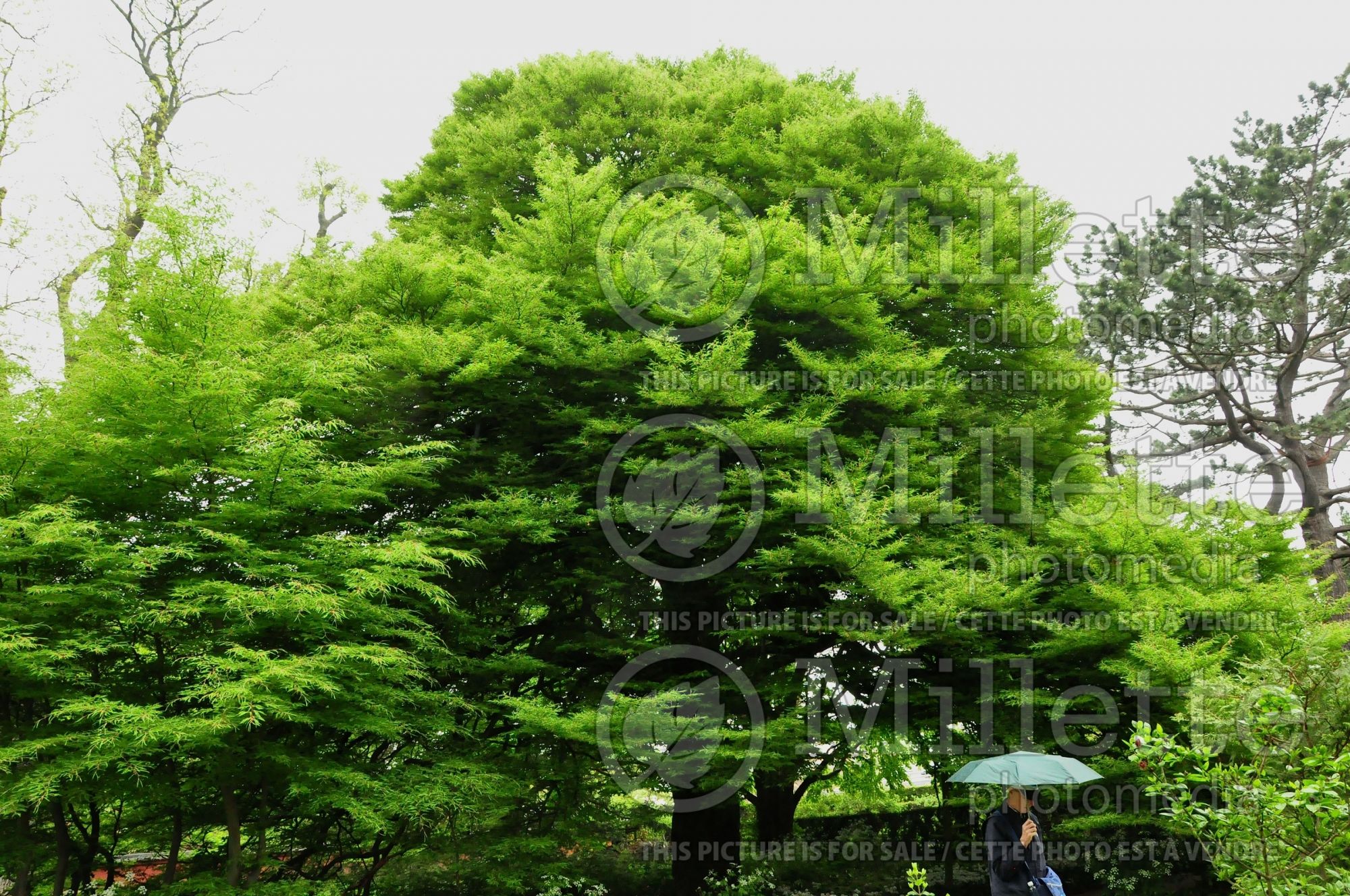 Fagus Asplenifolia (Fern leaf Beech) 3