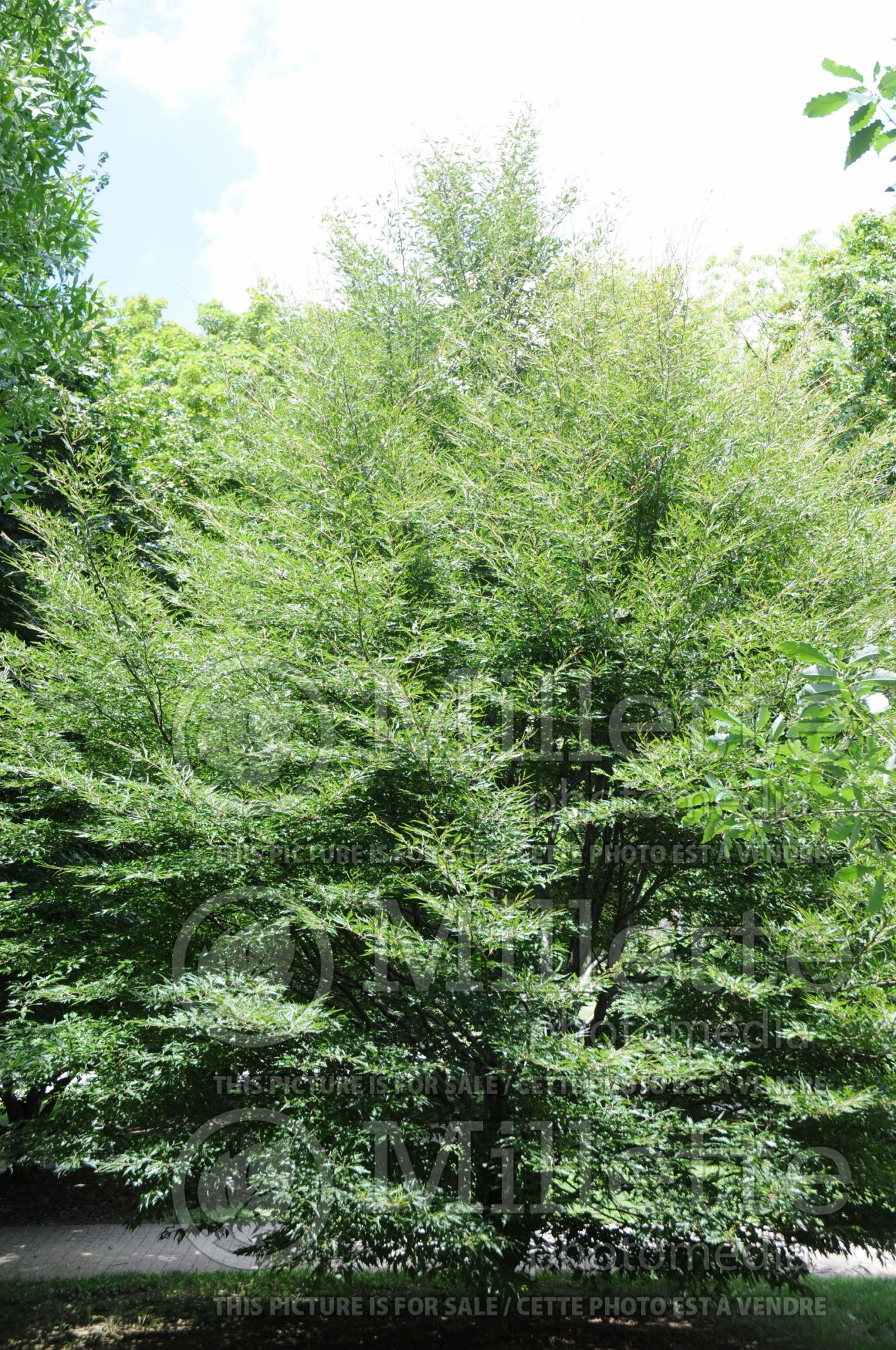 Fagus Asplenifolia (Fern leaf Beech) 4