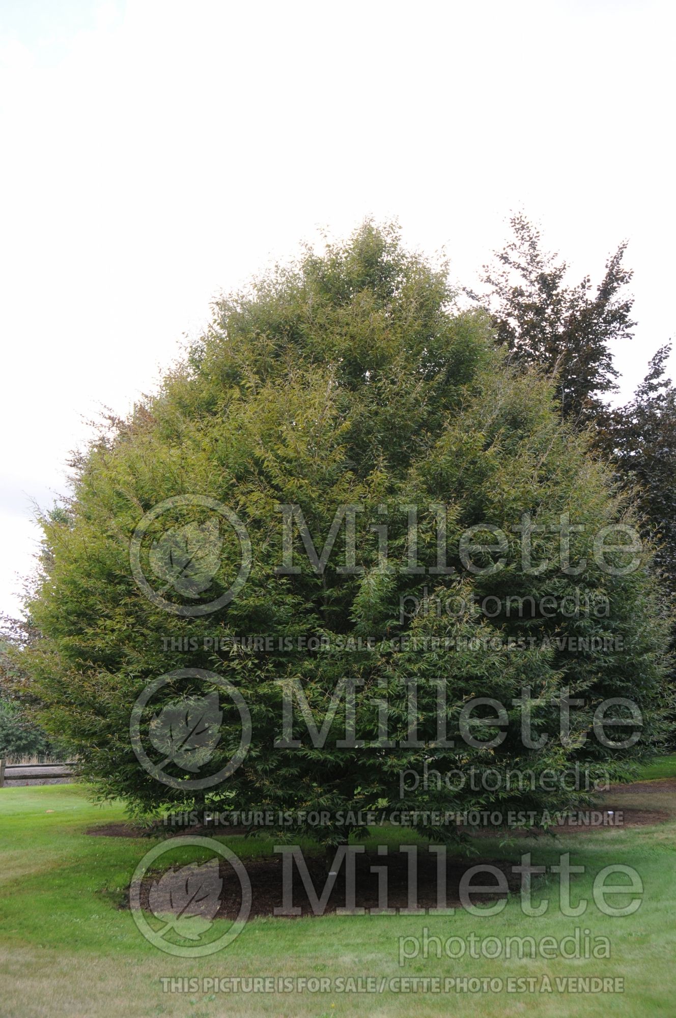 Fagus Asplenifolia (Fern leaf Beech) 5