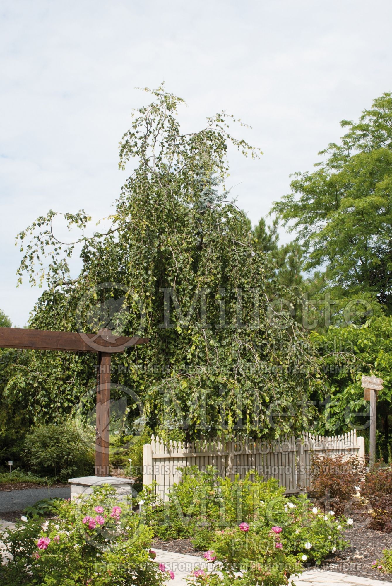 Fagus Pendula (Beech) 6