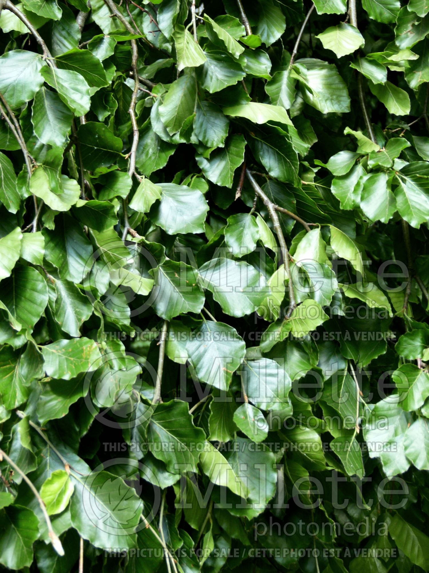 Fagus Pendula (Beech) 9