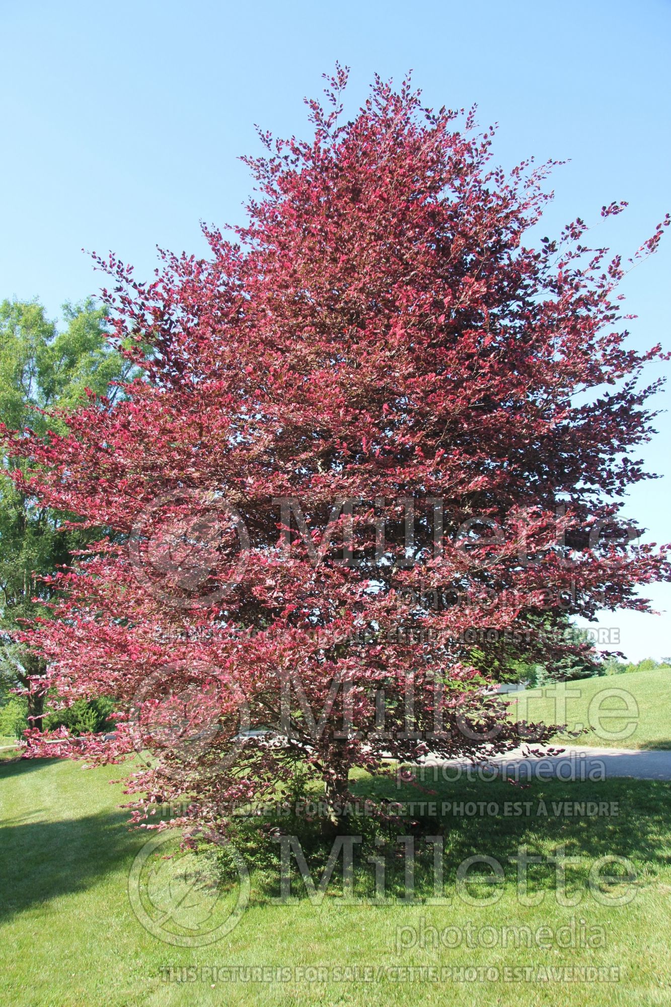 Fagus Purpurea Tricolor aka Roseomarginata (Beech) 2