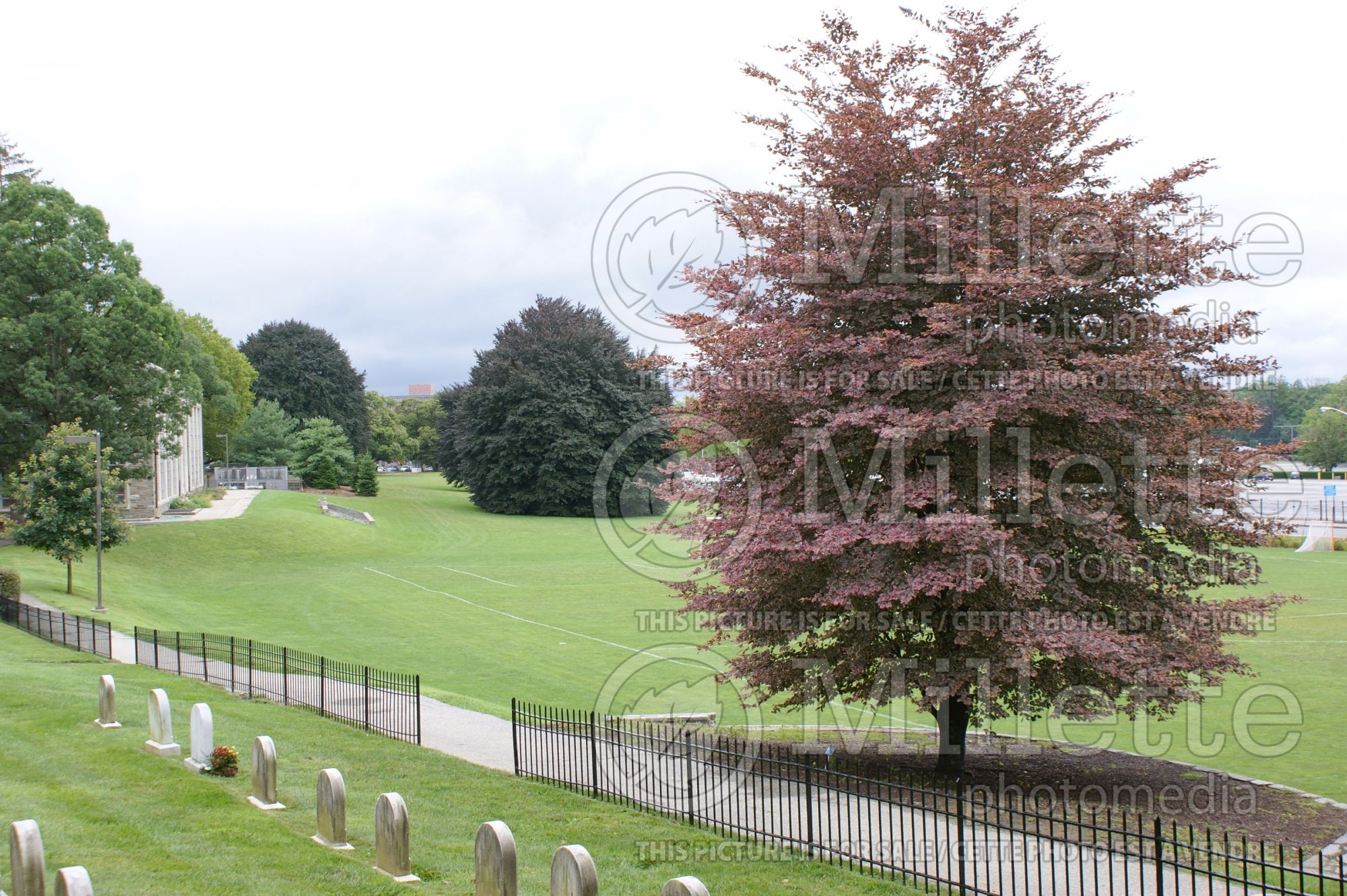 Fagus Purpurea Tricolor aka Roseomarginata (Beech) 1