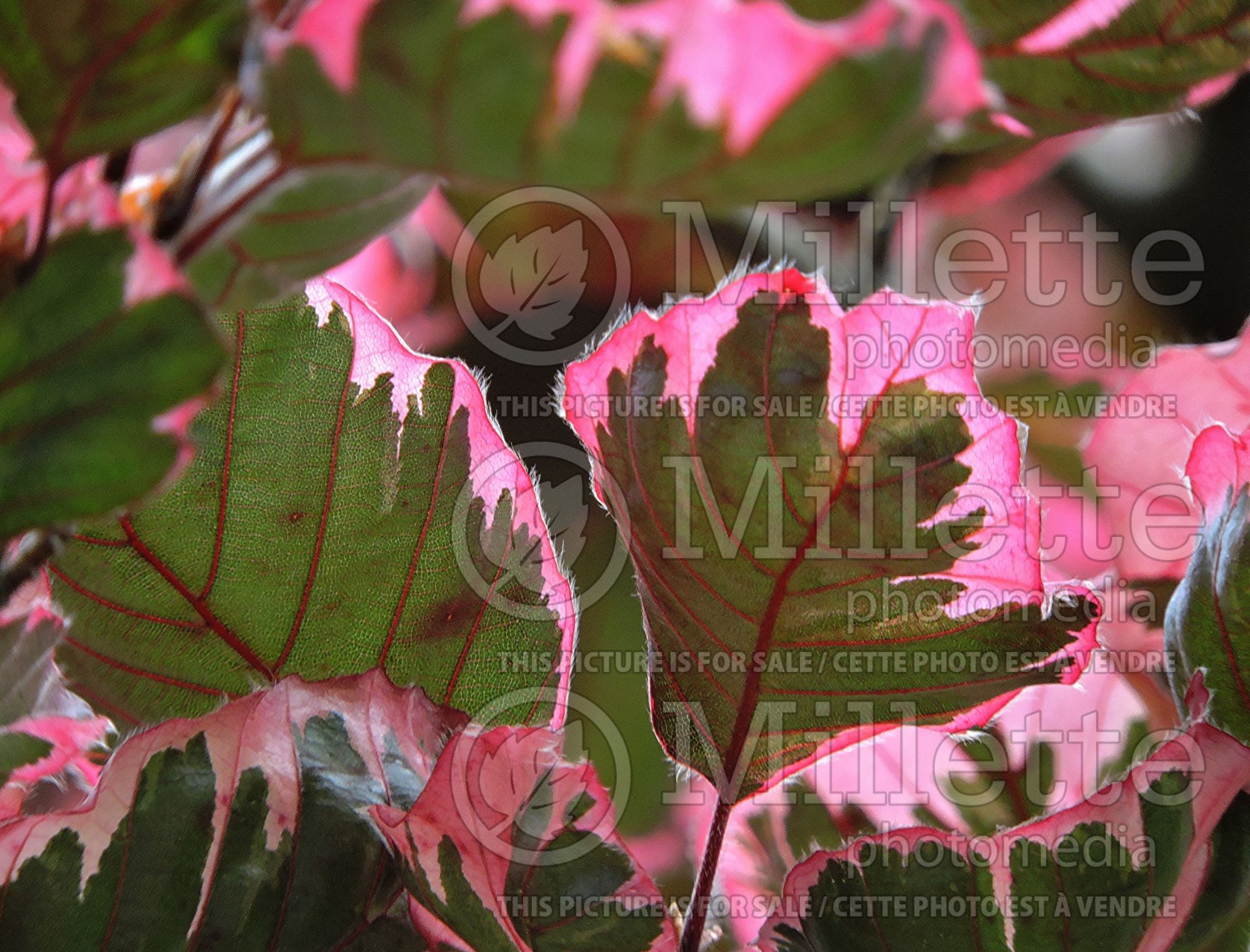 Fagus Purpurea Tricolor aka Roseomarginata (Beech) 5